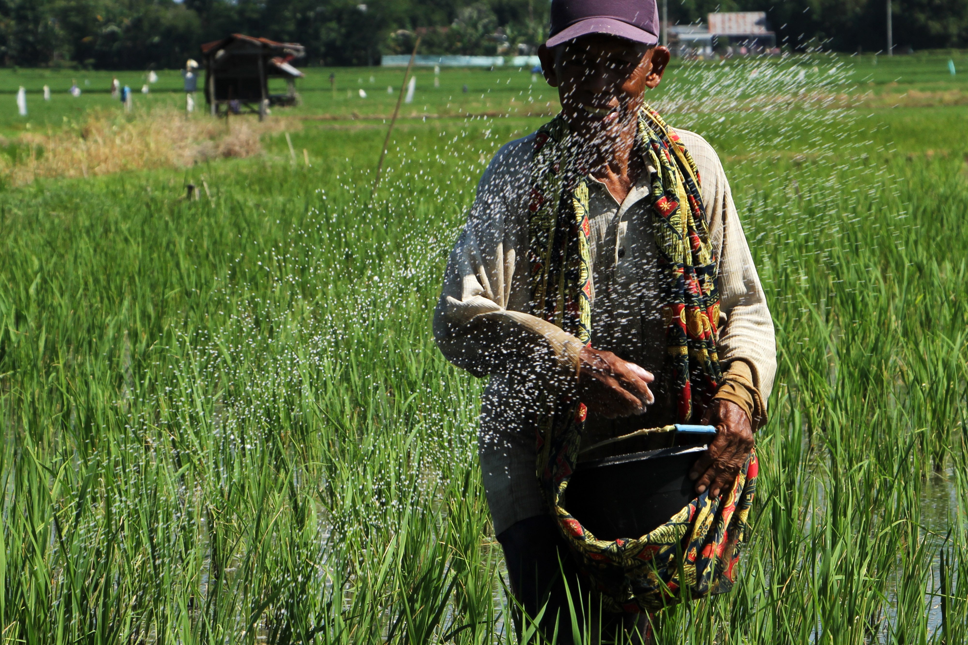 Petani menggunakan pupuk urea untuk tanaman padinya di area persawahan Somba Opu, Kabupaten Gowa, Sulawesi Selatan, Sabtu (2/7).