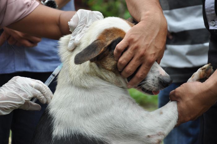 Pemkot Denpasar Terus Gencarkan Vaksinasi Rabies 