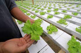 Ilustrasi tanaman hidroponik.