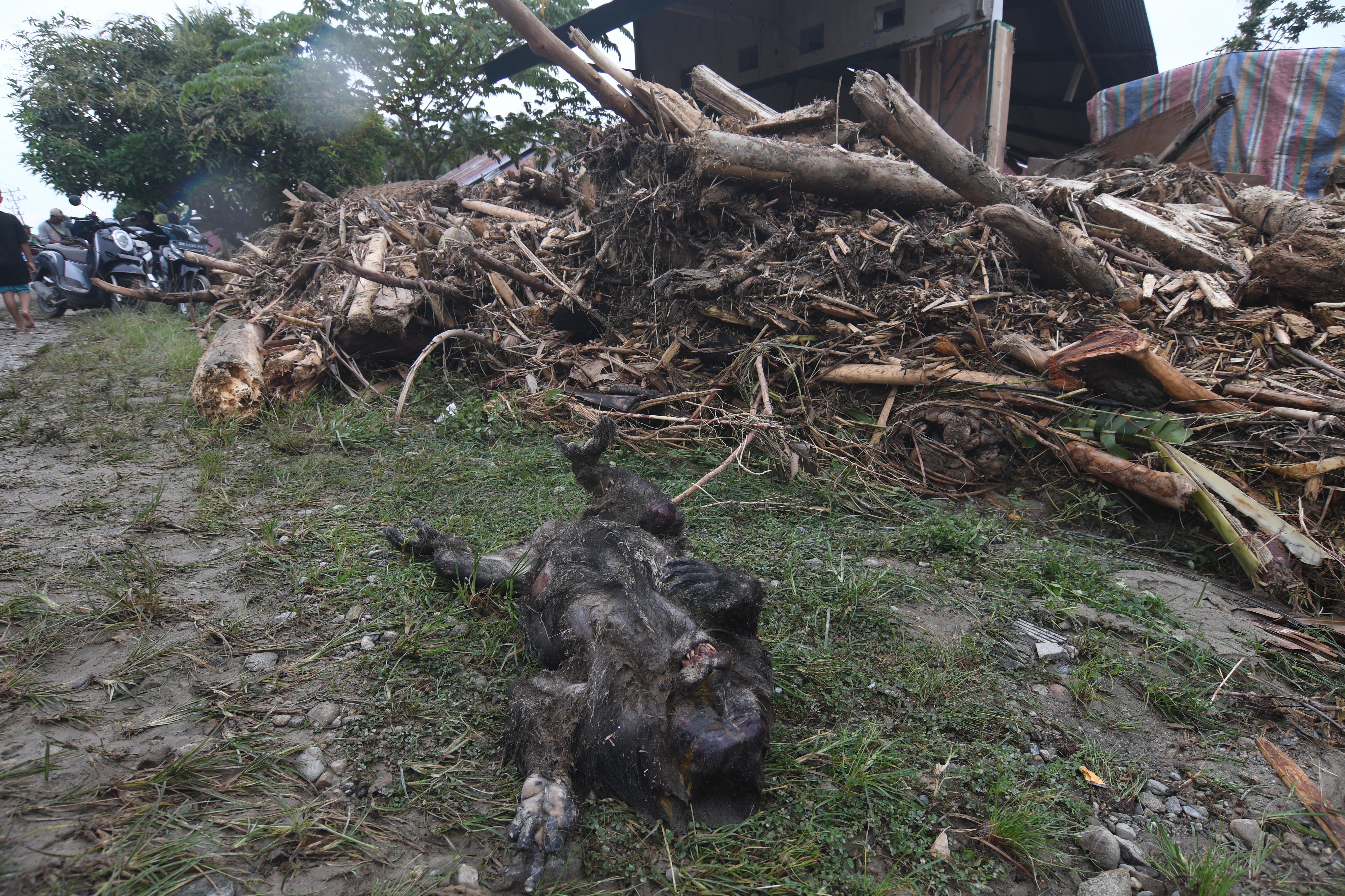Bangkai seekor kera hitam sulawesi tergeletak di sekitar tumpukan kayu yang terbawa banjir bandang di Desa Torue, Parigi Moutog, Sulteng.