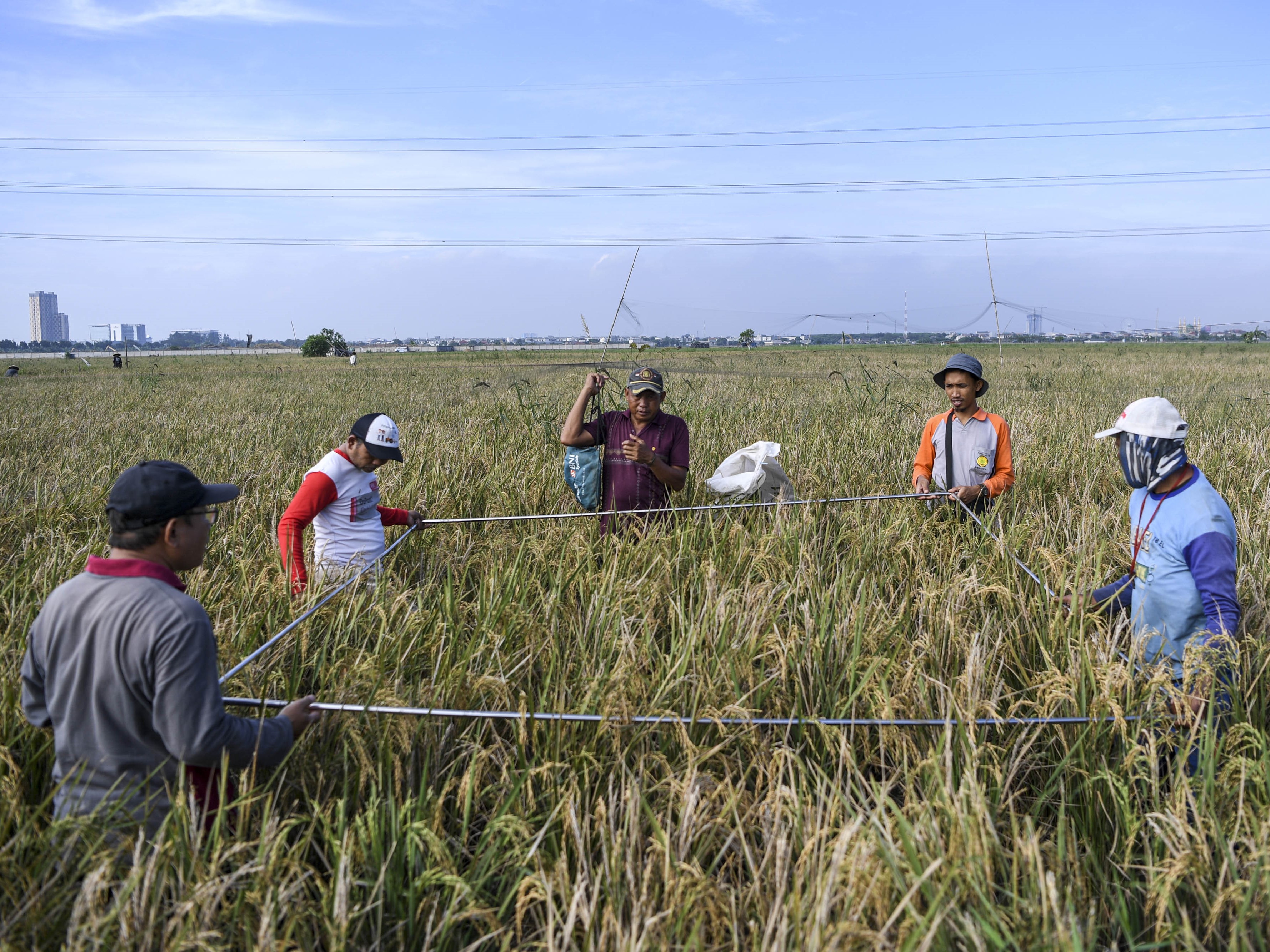 Sejumlah petugas Badan Pusat Statistik Jakarta Utara bersama petani melakukan pengubinan di areal persawahan di Rorotan, Jakarta Utara.