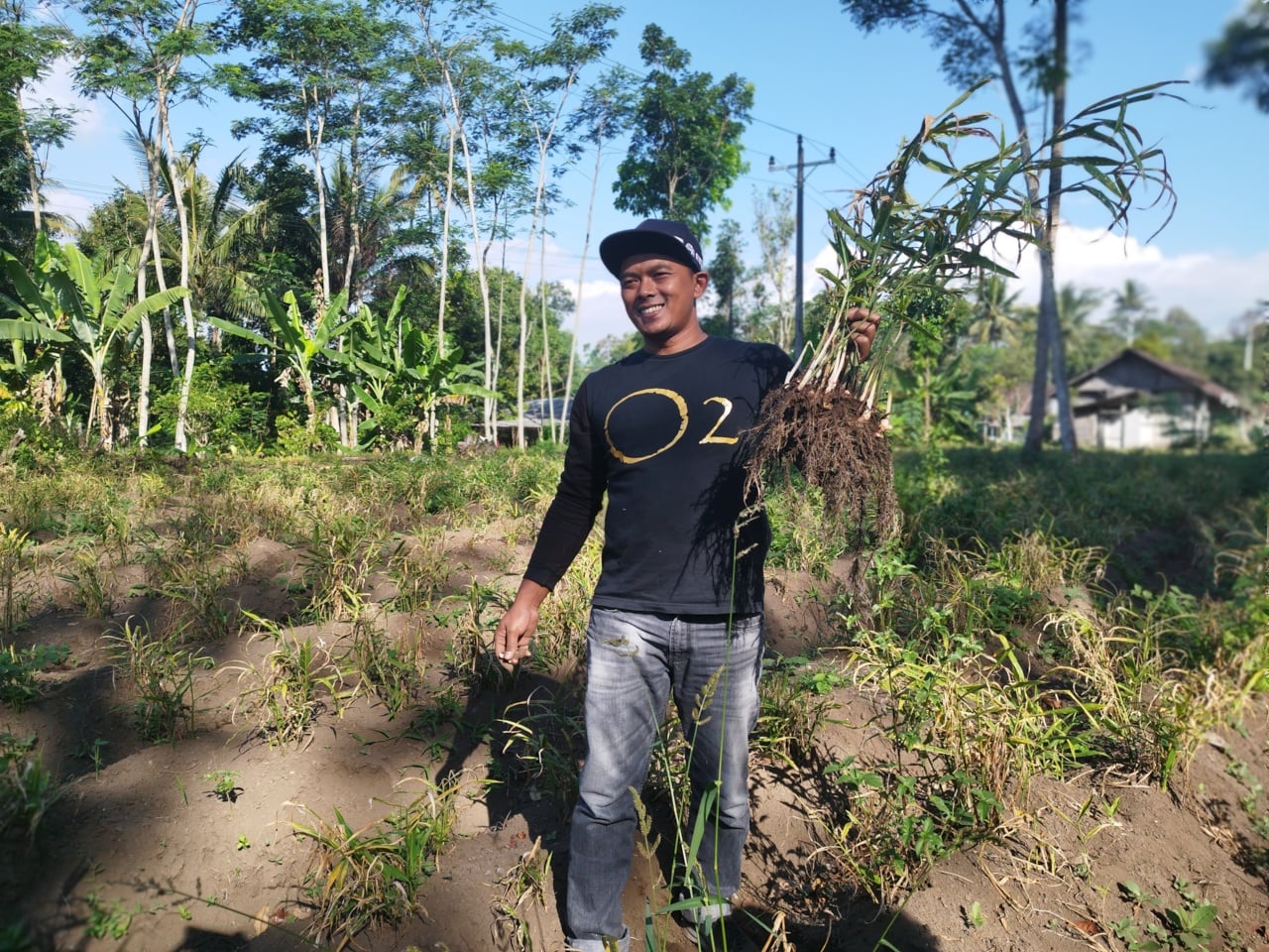 Petani Milenial, Eko Susilo menunjukkan tanaman jahe merah yang akan panen dalam dua bulan lagi.