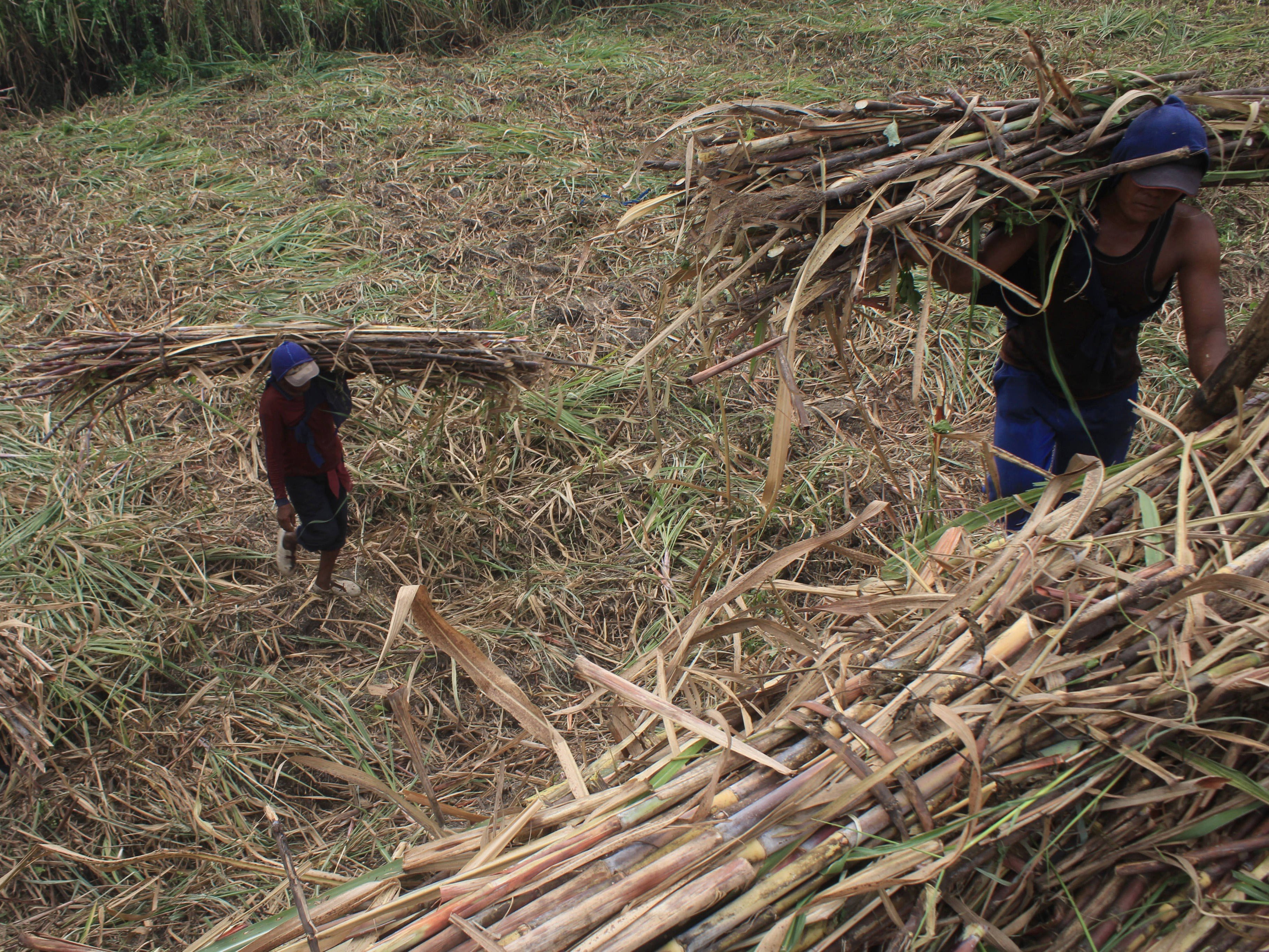 Buruh angkut menaikkan tebu keatas truk di Kecamatan Diwek, Kabupaten Jombang, Jawa Timur, Rabu (10/8/2022).
