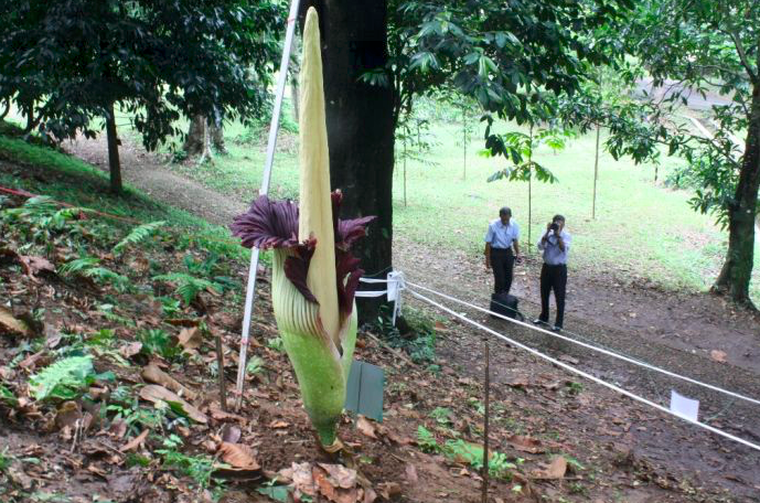 Bunga bangkai atau Amorphophallus titanium (Becc.) dengan ketinggian 2 meter yang mekar di Kebun Raya Bogor.