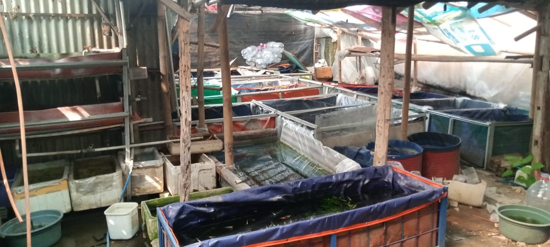 Lokasi Hobi Guppy di Mojosongo, Surakarta, Jawa Tengah .