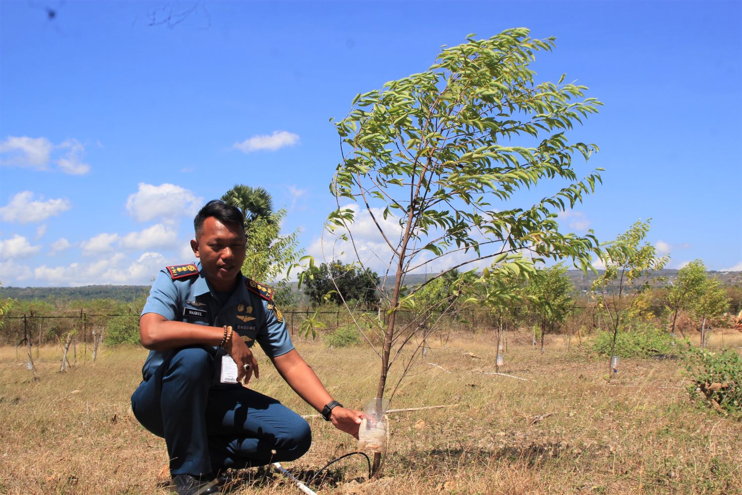 Danlanudal Kupang, Letkol Laut (E) Nasrul Azharudin, memperlihatkan tanaman cendana yang dibudidayakan di Pulau Timor, NTT, Kamis (18/8).