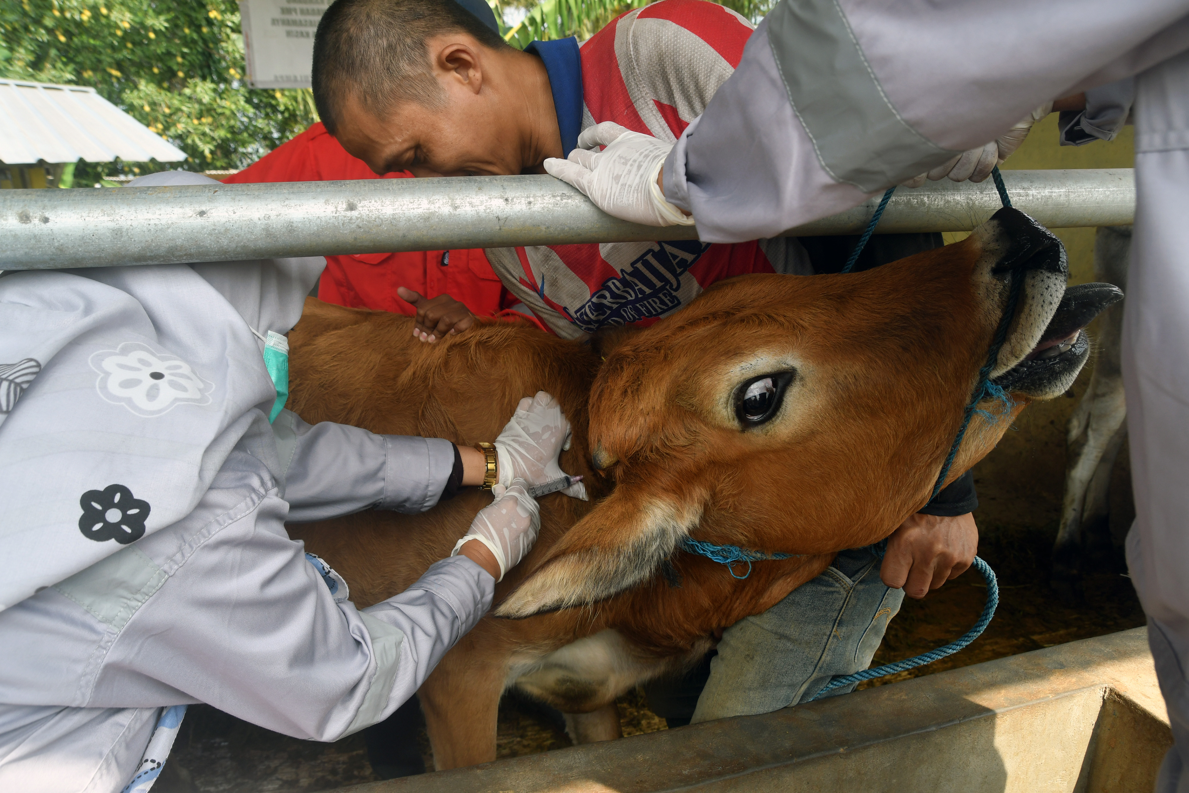 Petugas menyuntikkan vaksin penyakit mulut dan kuku (PMK) kepada hewan ternak.