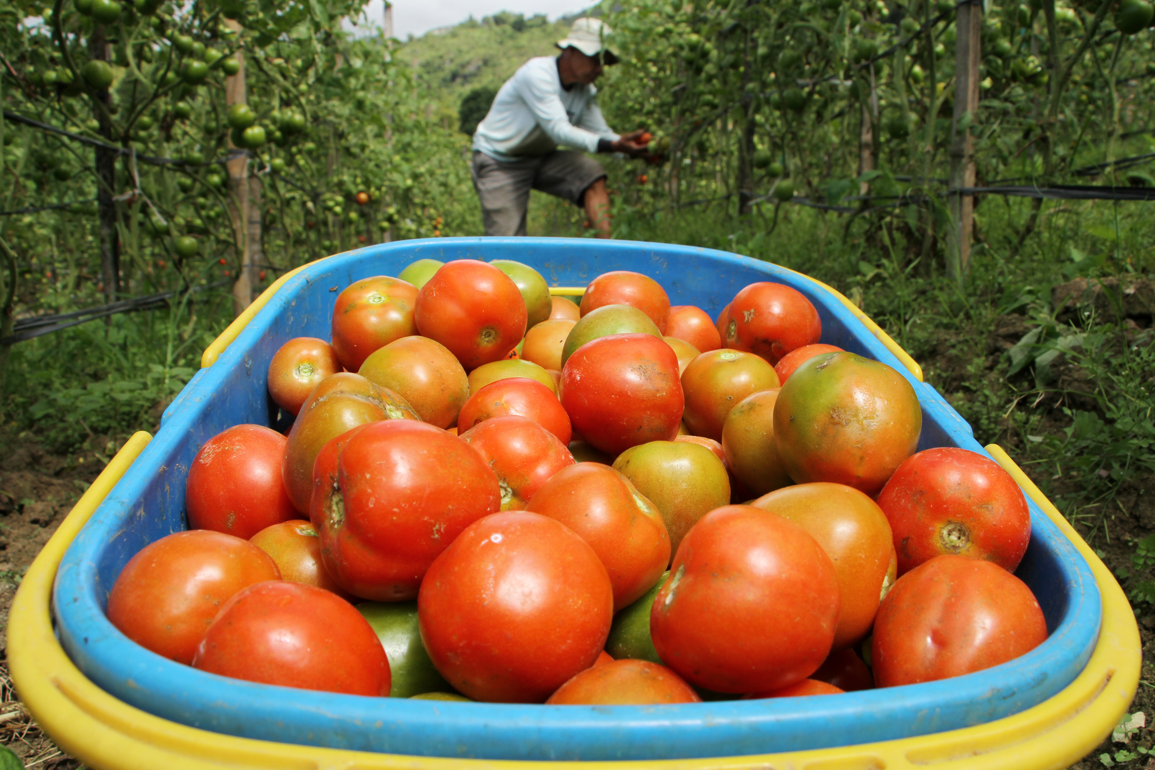 Petani memanen tomat di Desa Salu Dewata, Kabupaten Enrekang, Sulawesi Selatan, Rabu (10/8).