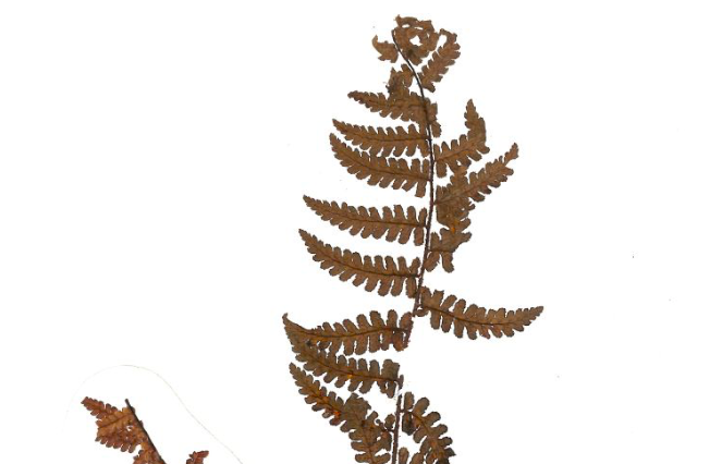 Tumbuhan paku jenis baru.