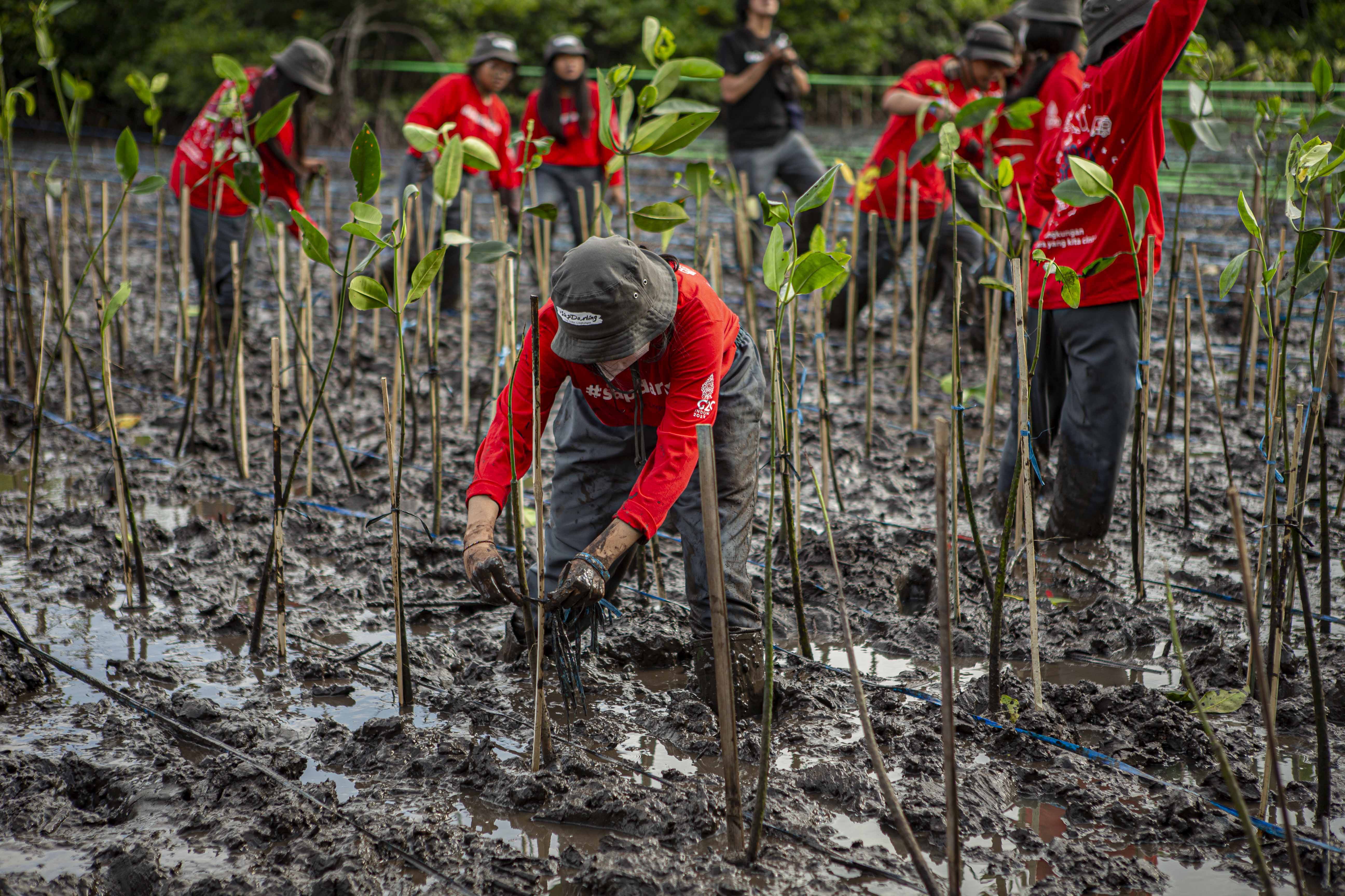 Penanaman mangrove oleh Djarum Foundation di kawasan taman hutan raya mangrove Ngurah Rai, Pemogan, Denpasar, Bali, Rabu (31/8).