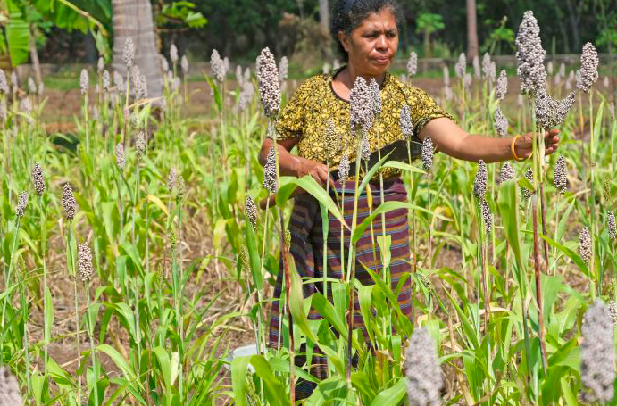 Ilustrasi panen Sorgum di NTT 