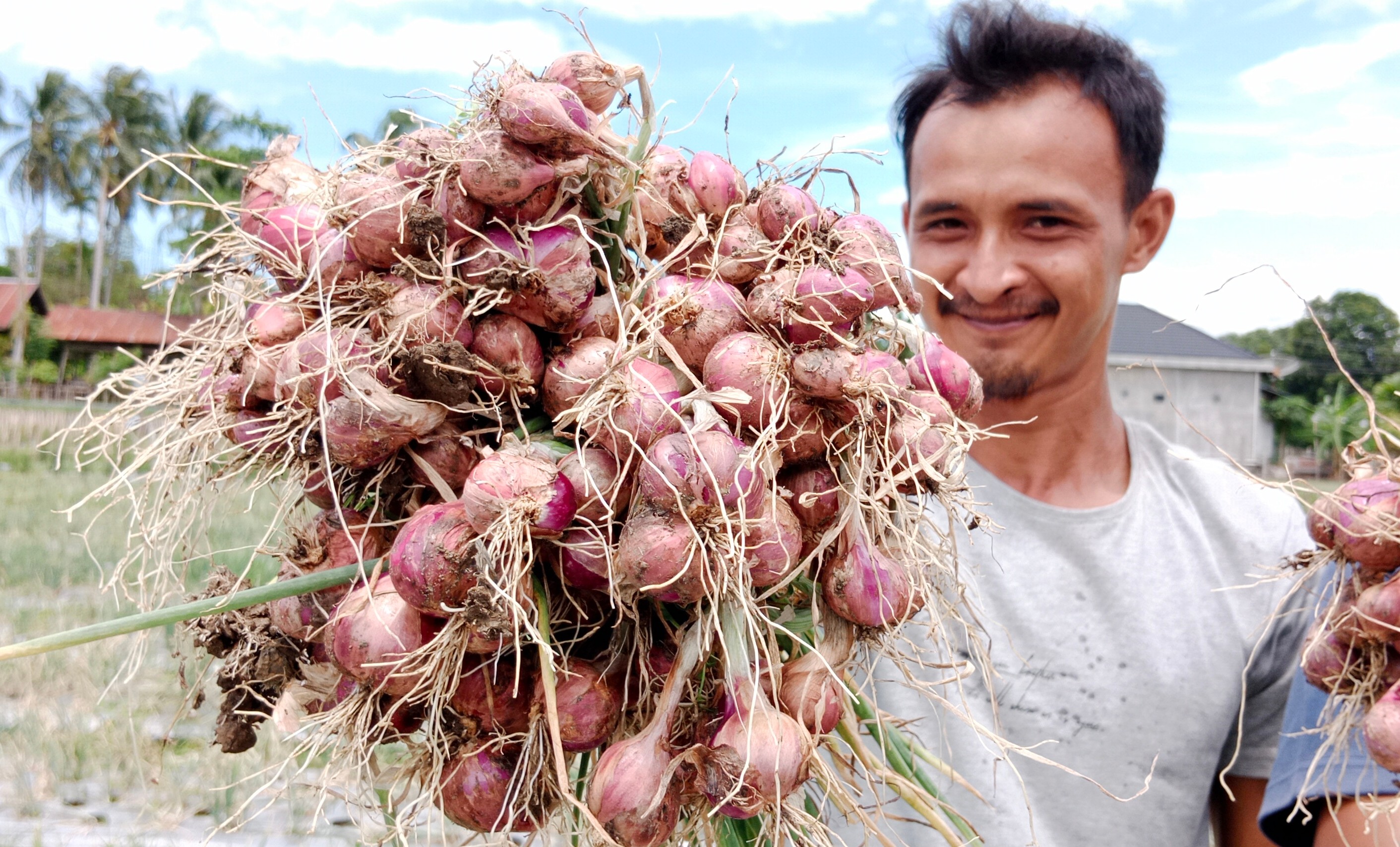 Petani sedang memane bawang merah di Kemukiman Bambi, Kecamatan Peukan Baro, Kabupaten Pidie, Aceh, empat hari lalu.