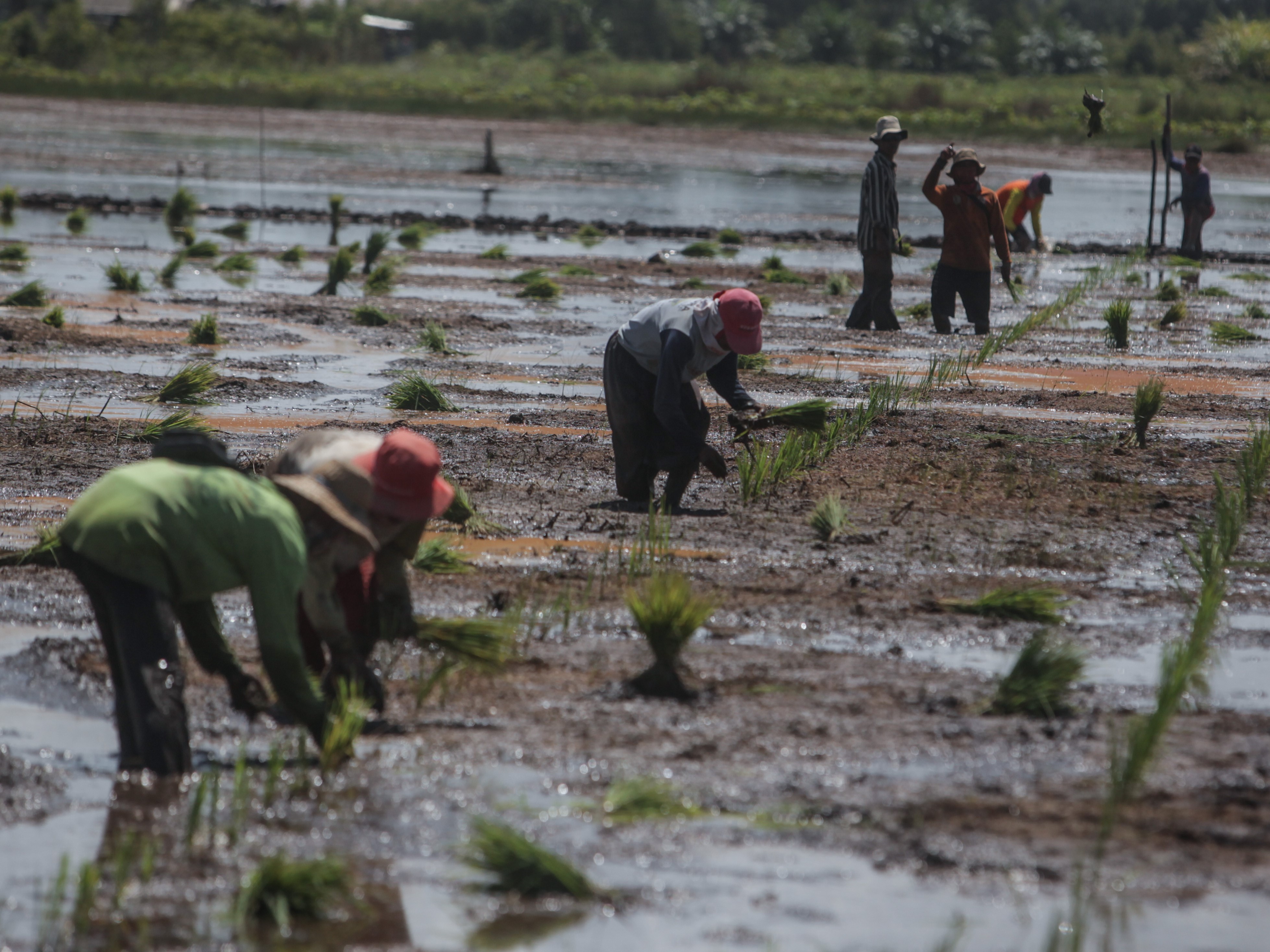 Sejumlah petani menanam padi jenis Inpari 42 di lahan rawa di areal food estate Dadahup, Desa Bentuk Jaya, Kabupaten Kapuas, Kalteng.