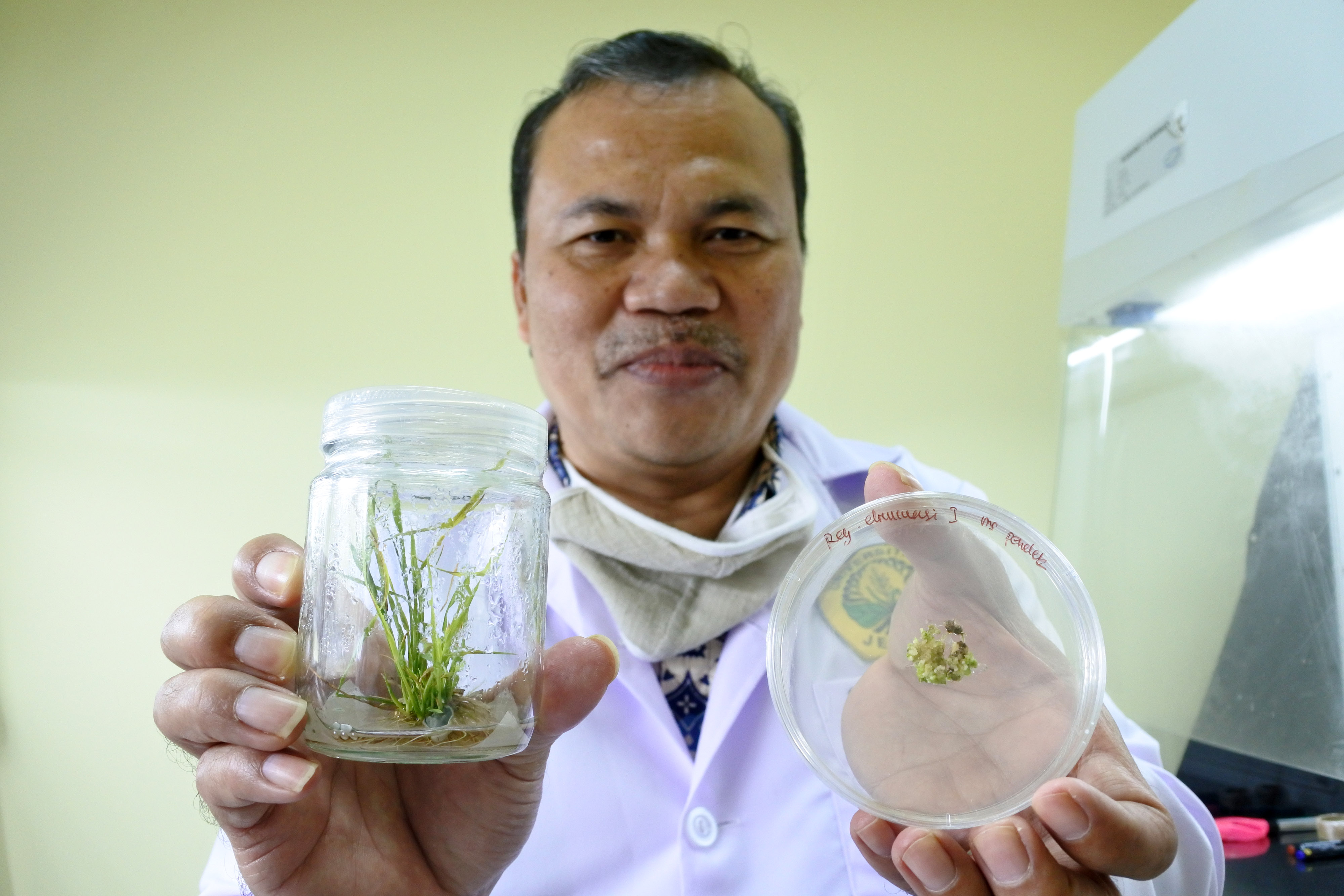 Bibit padi antihipertensi hasil kultur jaringan Universitas Jember.