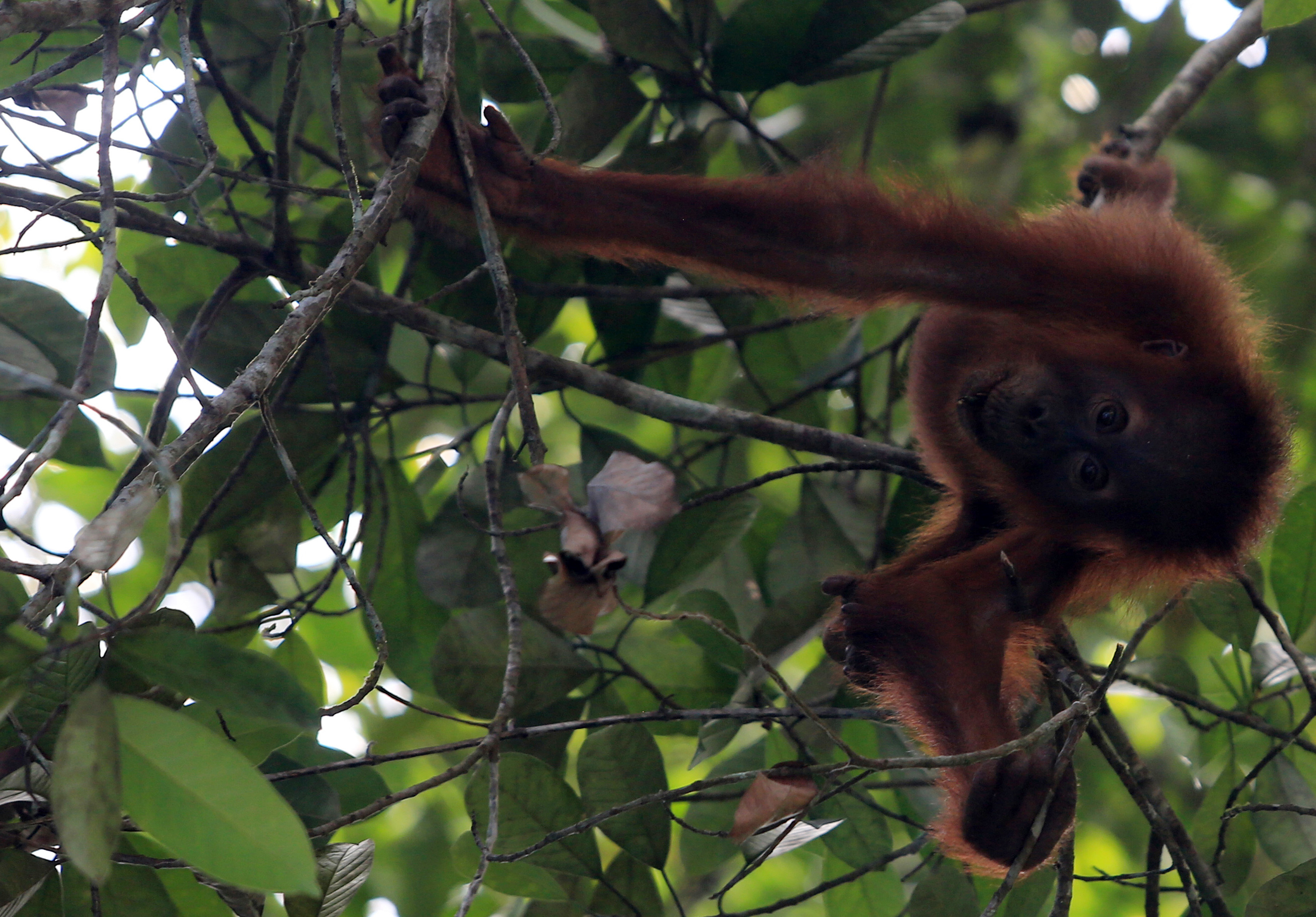 Seekor anak Orangutan Sumatra (Pongo Abelii) liar di Stasiun Penelitian Soraya, Kawasan Ekosistem Leuser (KEL), Kota Subulussalam, Aceh.  