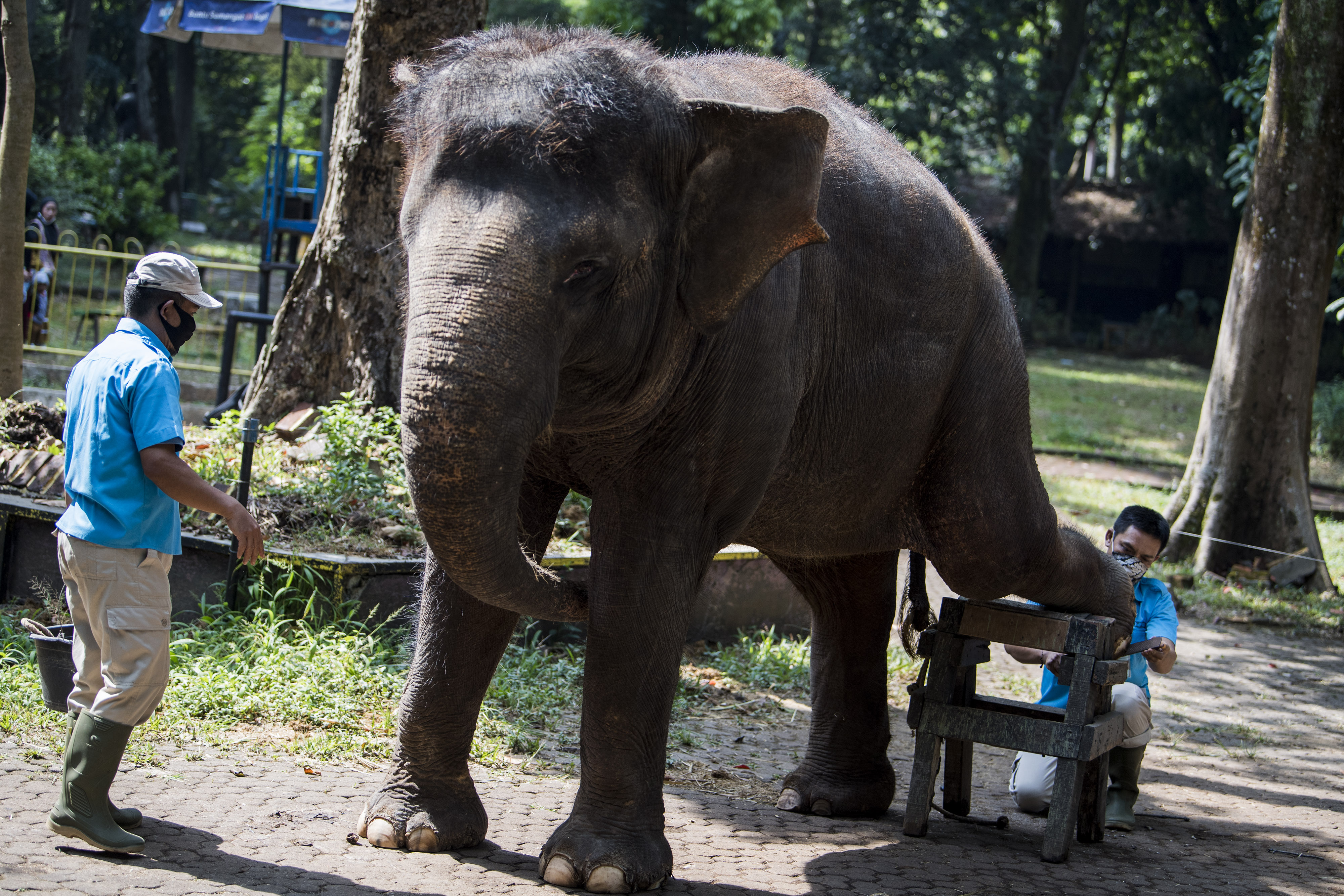 Tinggal Dua Ekor Gajah di Kebun Binatang Bandung Rayakan Hari Gajah seDunia