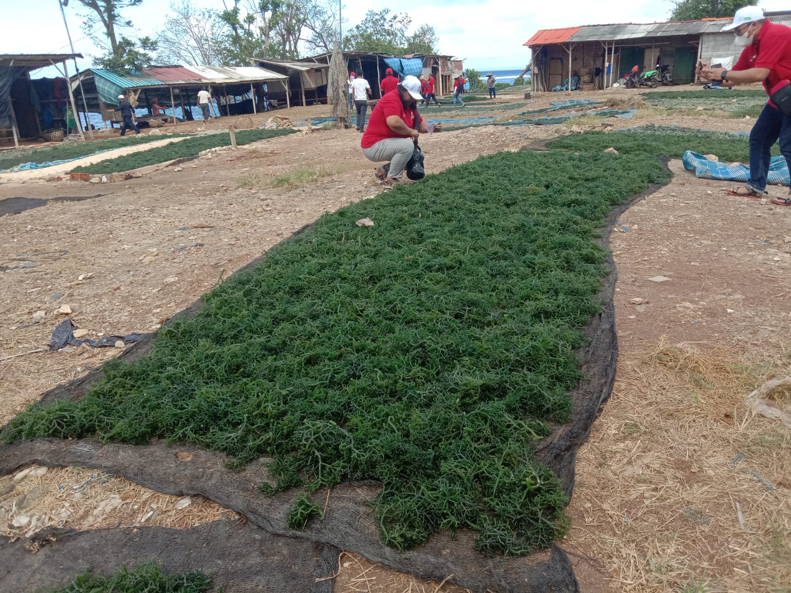 Potensi rumput laut  Nusa Penida, Kabupaten Klungkung, Bali sangat luar biasa, sayang minim sentuhan teknologi.