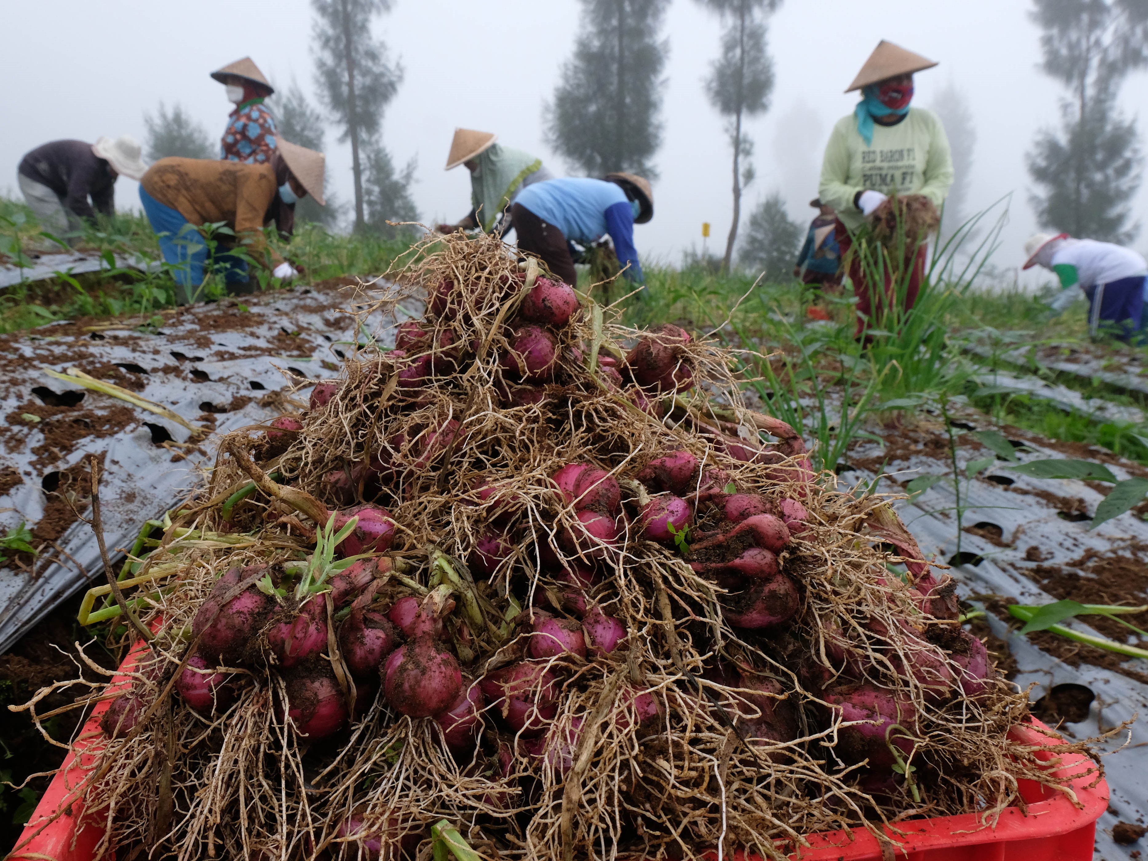 Petani memanen bawang merah saat panen raya di kawasan food estate lereng Gunung Sindoro Desa Bansari, Temanggung, Jawa Tengah.