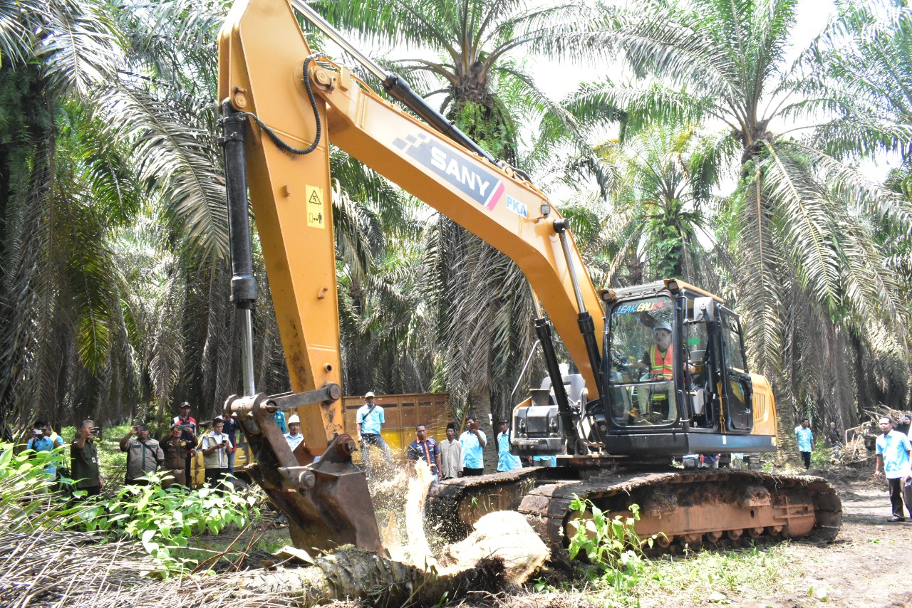 21 Ribu Hektare Lahan Kelapa Sawit Rakyat Di OKI Telah Replanting