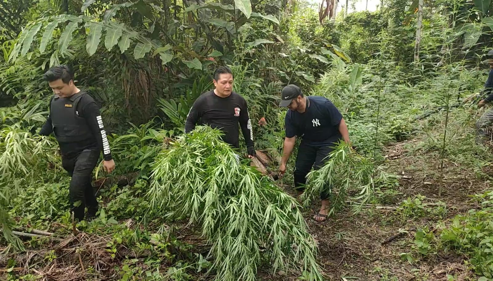 Polda Banten Temukan 3 Ha Ladang Ganja Di Lhokseumawe 