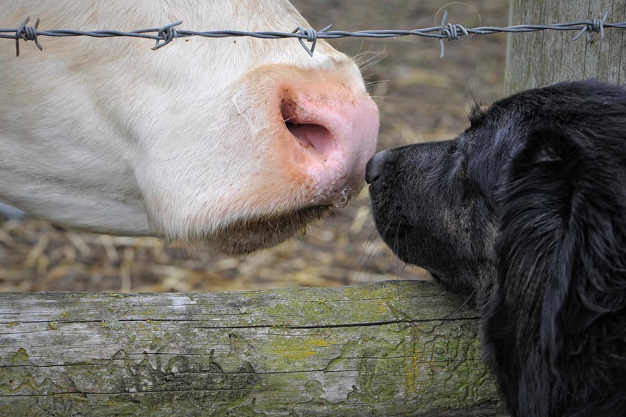 Anjing dan sapi saling bersahabatan. Setiap 27 Agustus diperingati sebagai Hari Kampanye untuk Mengakhiri Spesiesisme Sedunia 