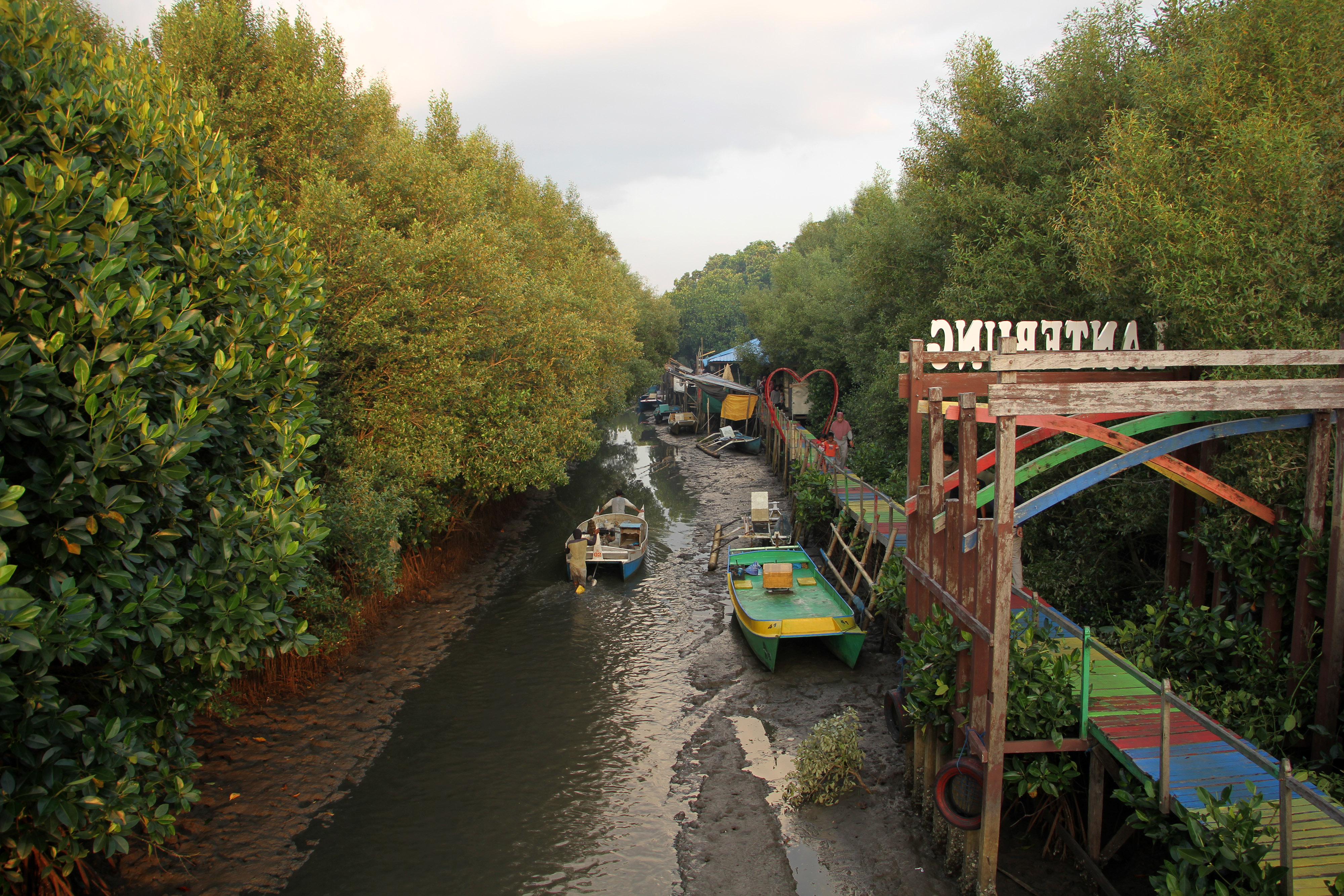 Ilustrasi hutan mangrove