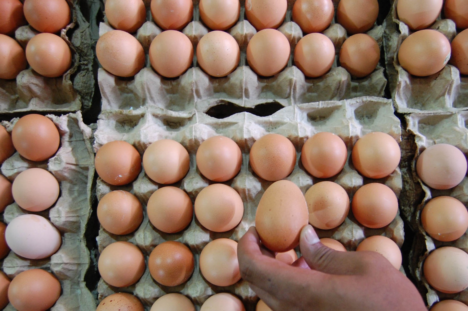 Pembeli memilih telur di Pasar Pariaman, Sumbar.