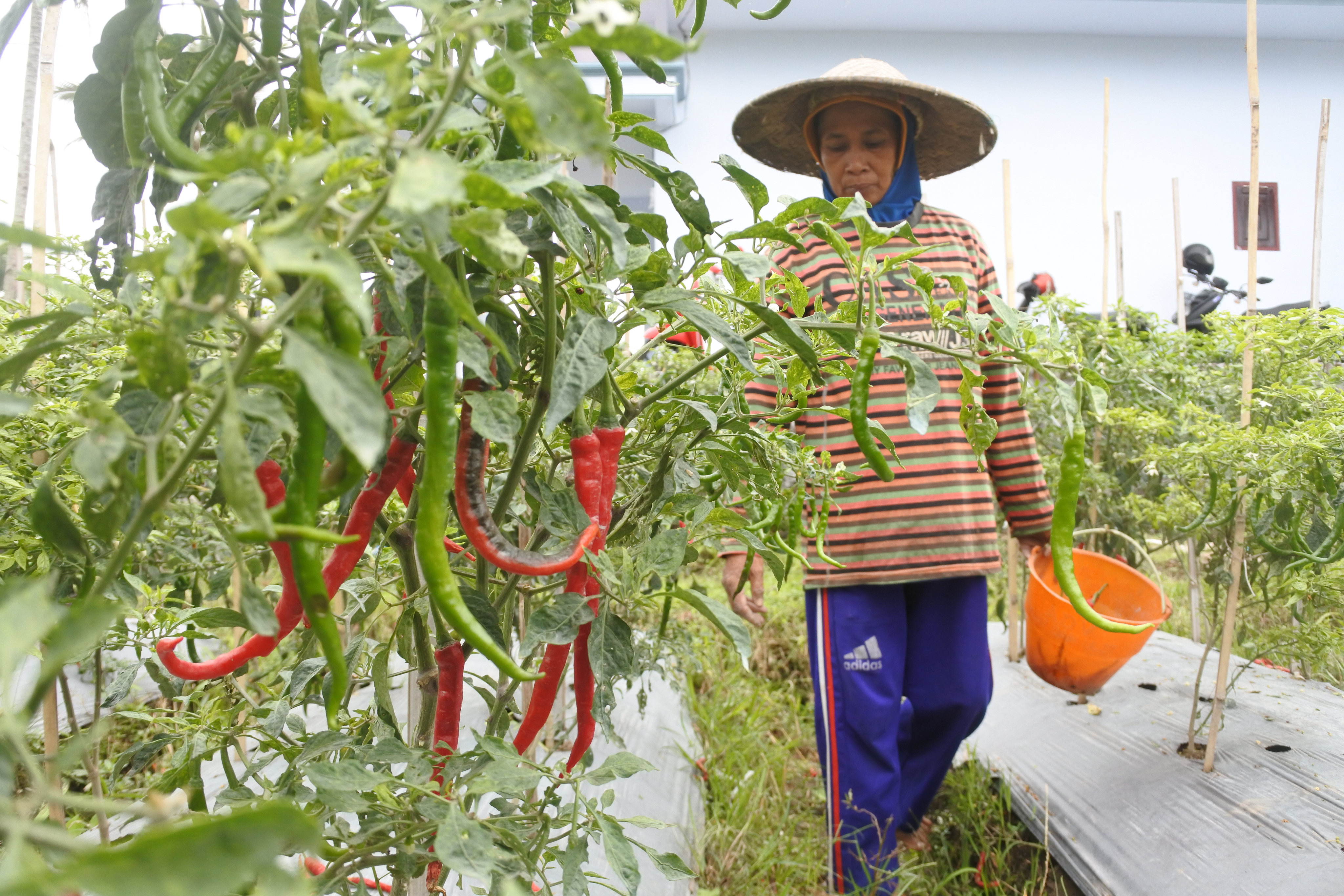 Harga Anjlok, Petani Cabai Di Sigi Merugi