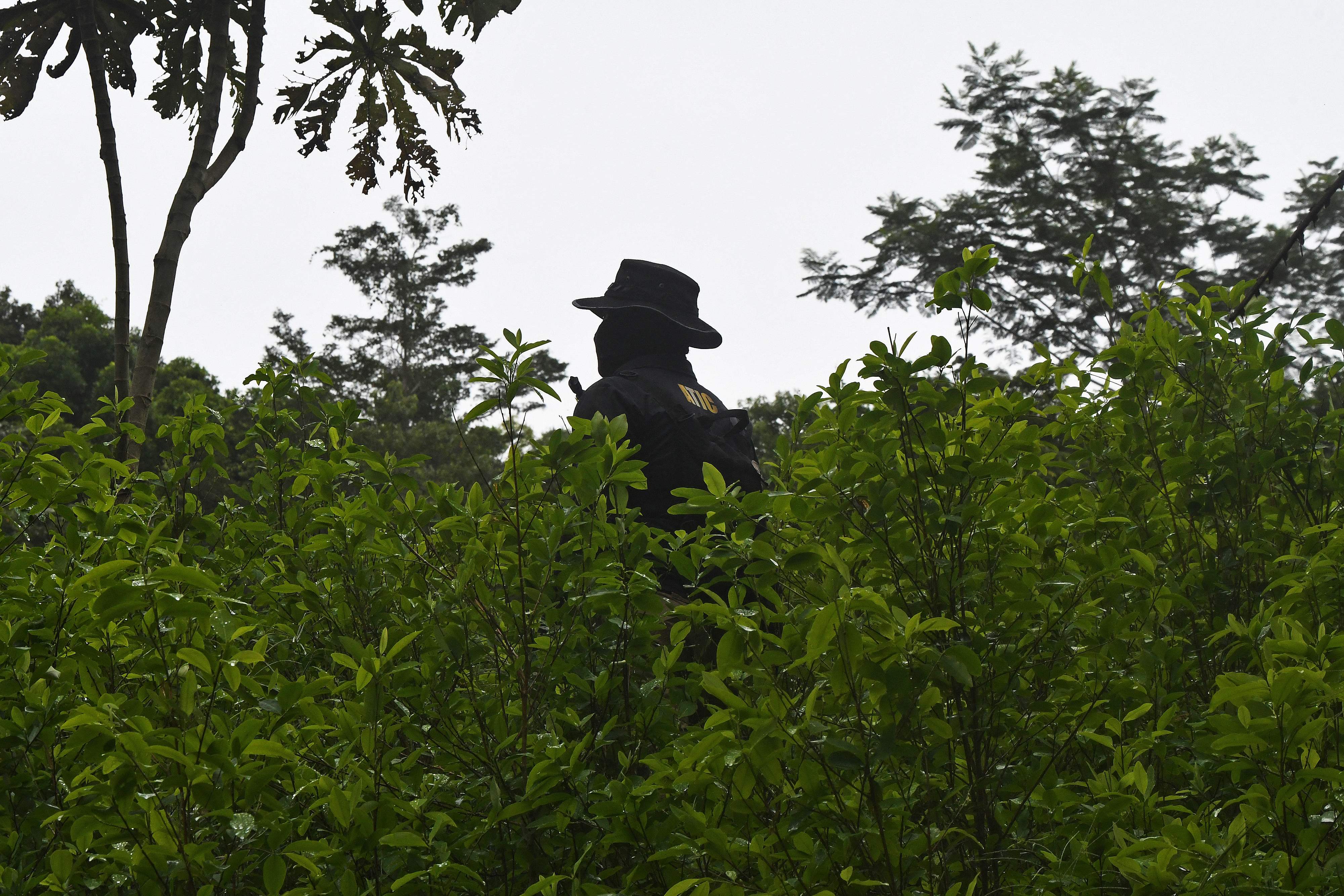 Tanaman coca sebagai bahan baku narkotika jenis kokain.