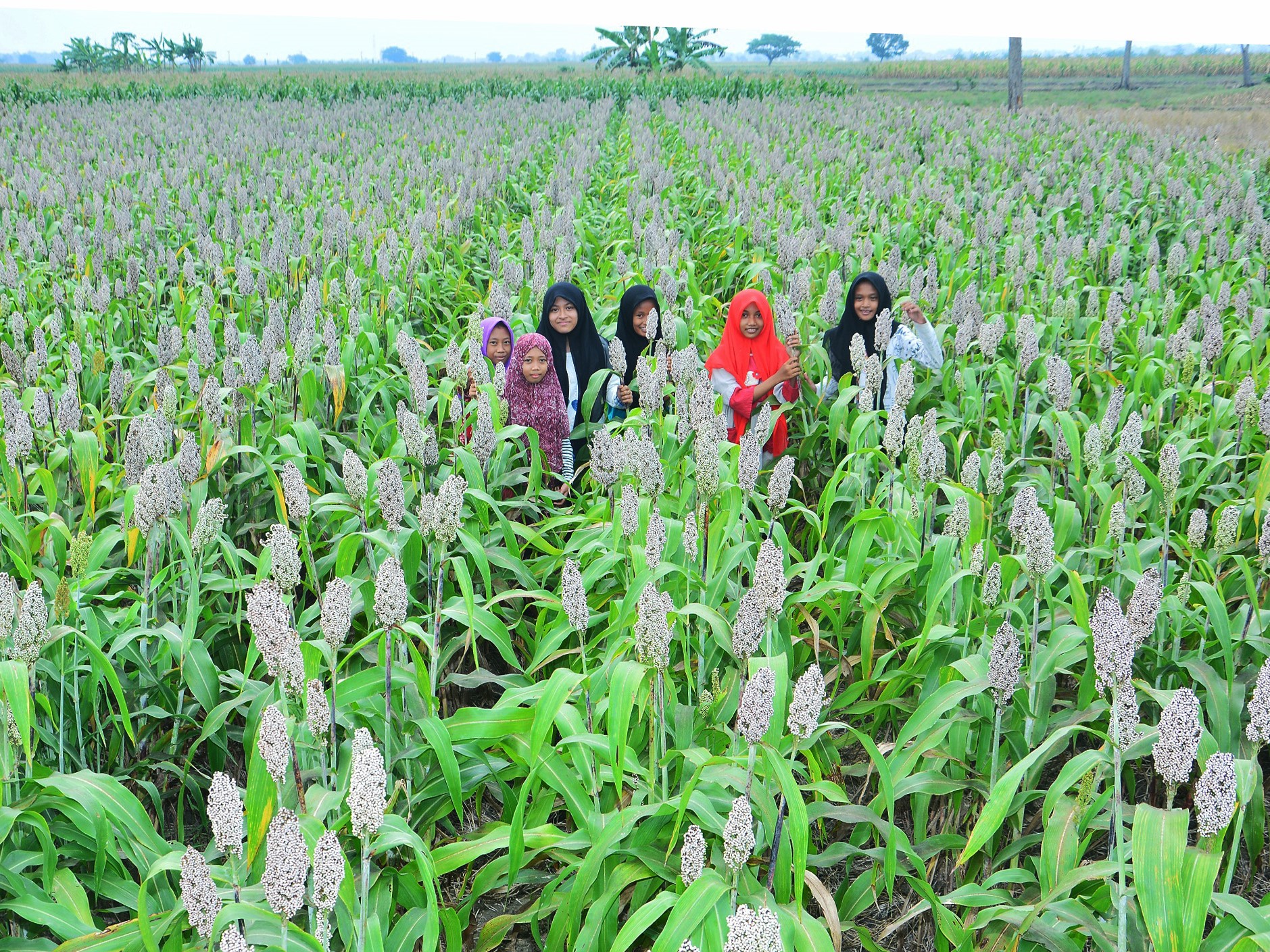 Para milenial berfoto di antara tanaman sorgum di Desa Patihan, Kecamatan Babat, Kabupaten Lamongan, Jawa Timur, beberapa waktu lalu.