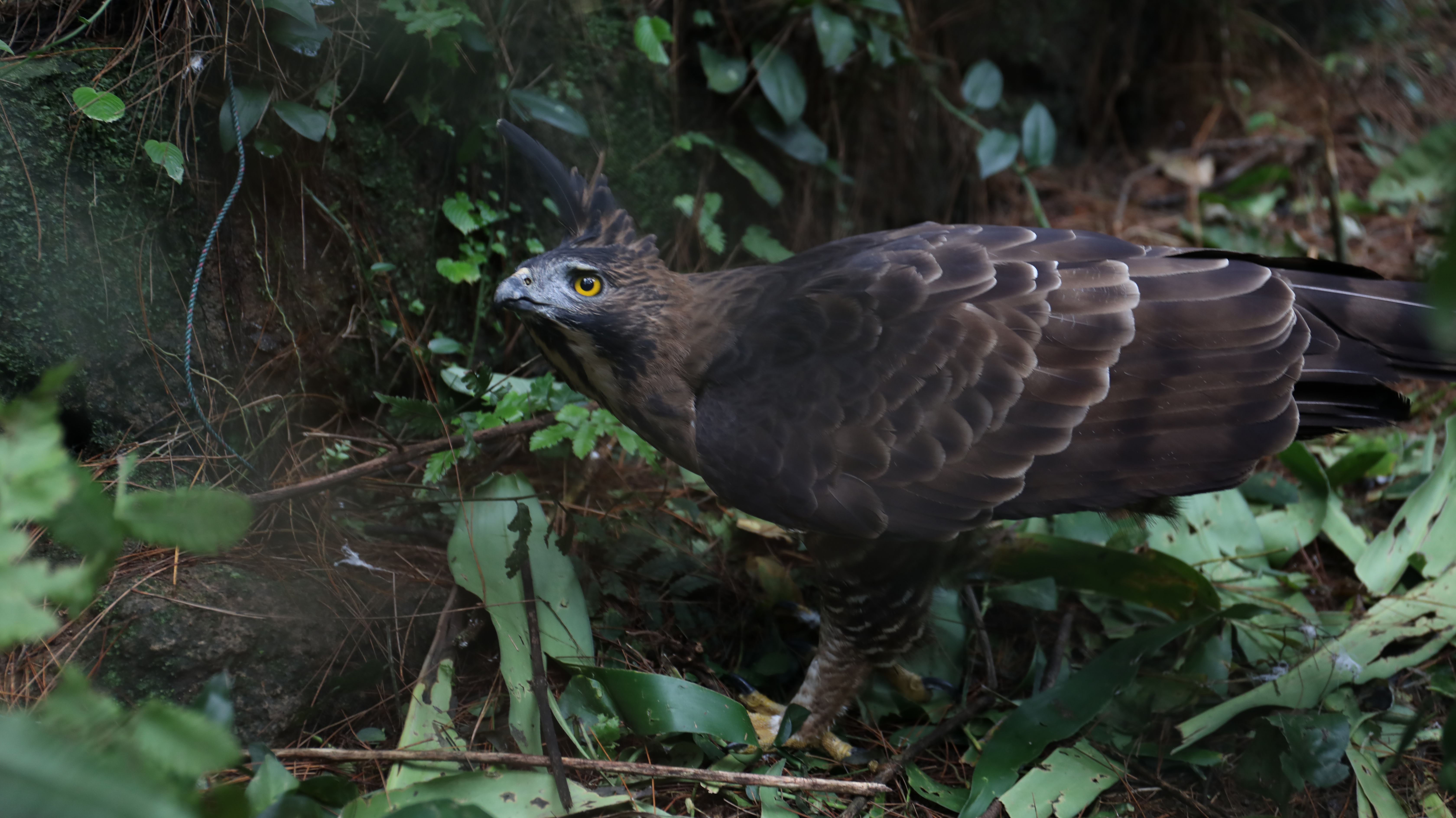 Ilustrasi elang jawa