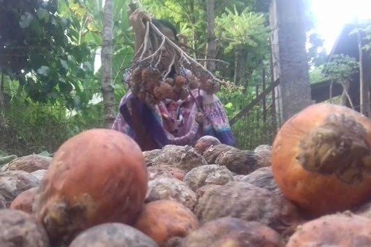 Seorang warga Kecamatan Delima, Kabupaten Pidie, Aceh, sedang menjemur biji pinang.