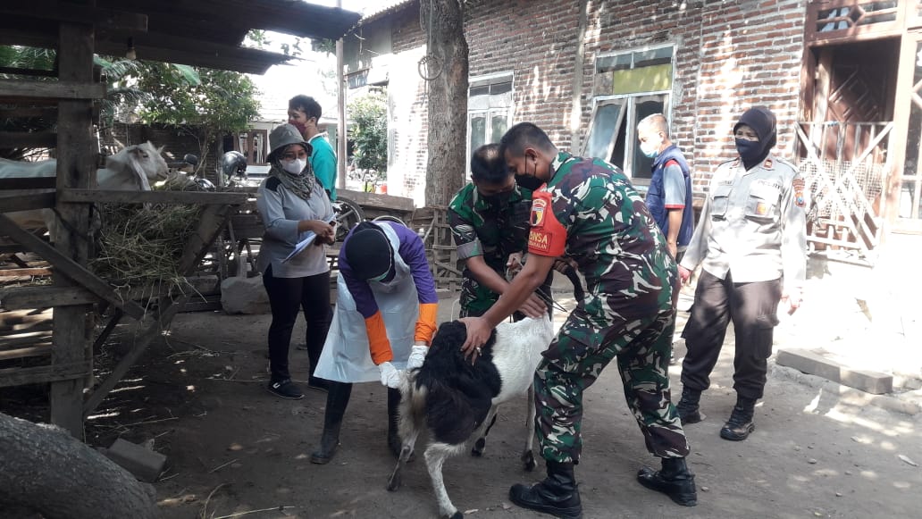 Hewan Ternak di Porong Divaksin Booster PMK 