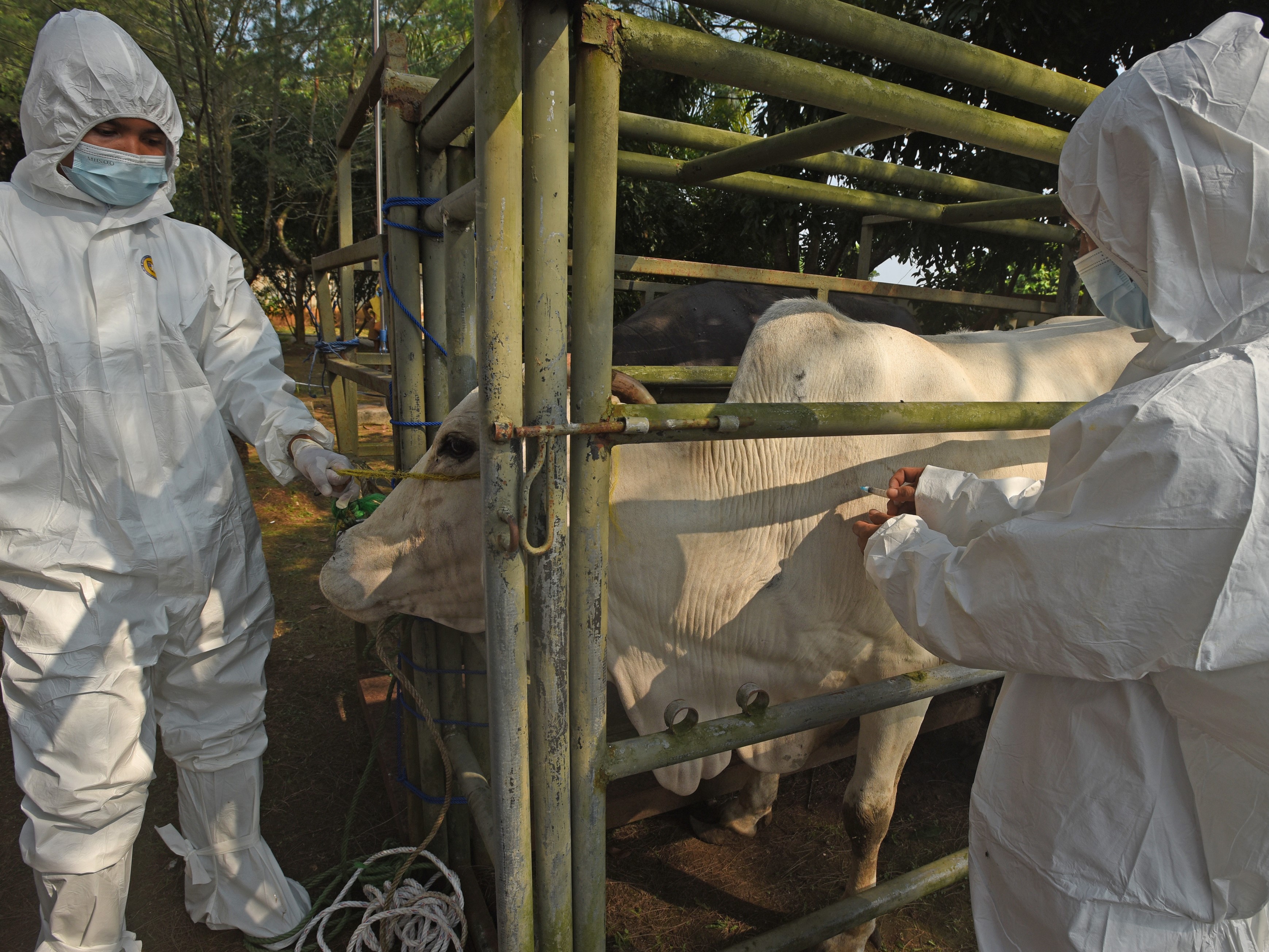 Petugas Kesehatan Hewan DKPP Banten menyuntik sapi saat pelaksanaan vaksinasi penyakit mulut dan kuku.