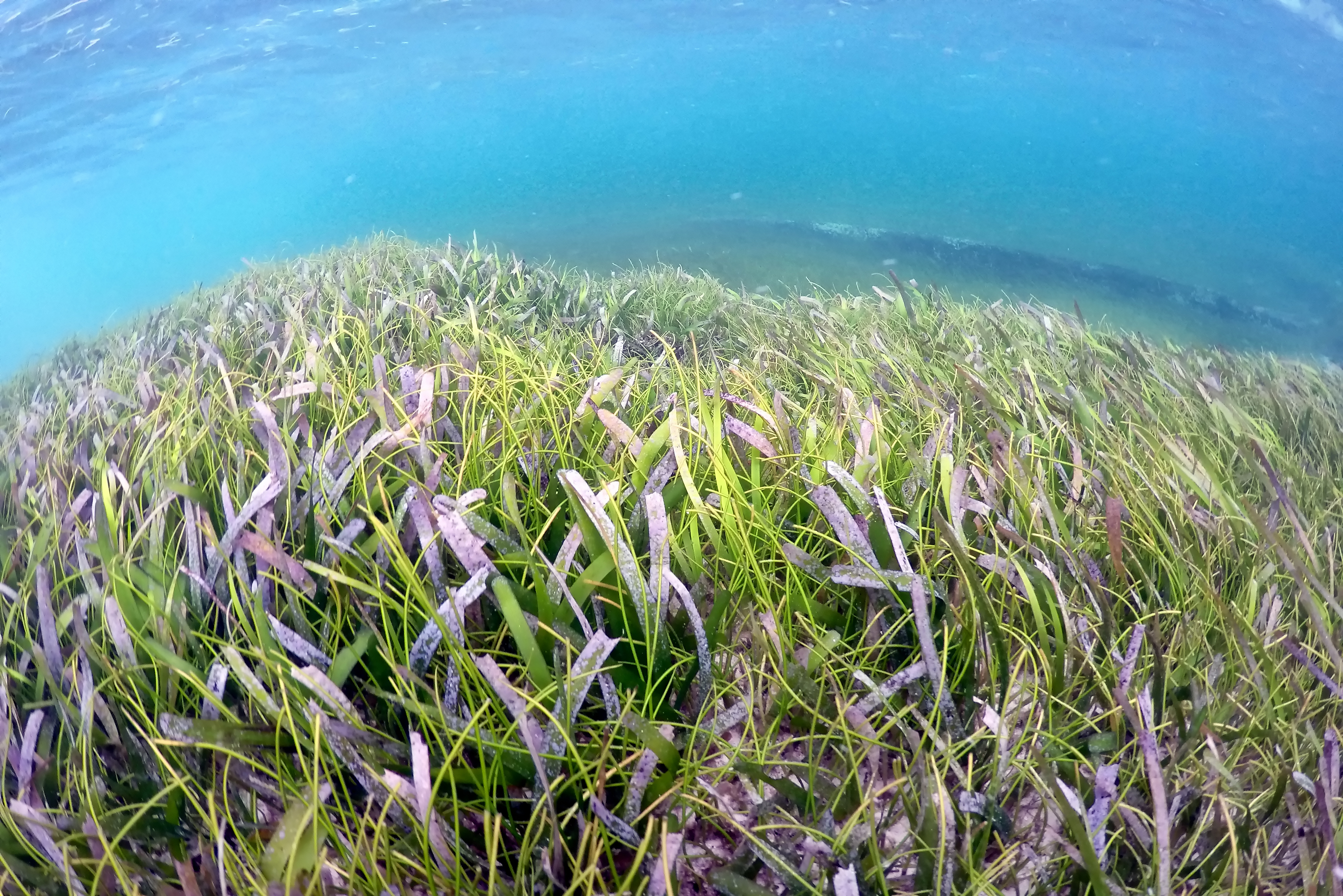  Ekosistem Padang Lamun di Pulau Dohrekar, Ayau, Papua Barat, dan Pulau Liki, Sarmi, Papua