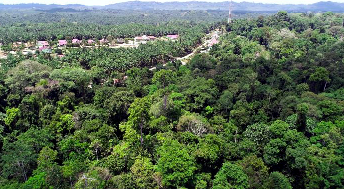 KLHK Ungkap Banyak Korporasi yang Gunakan Kawasan Hutan Tanpa Izin di Riau dan Kalteng