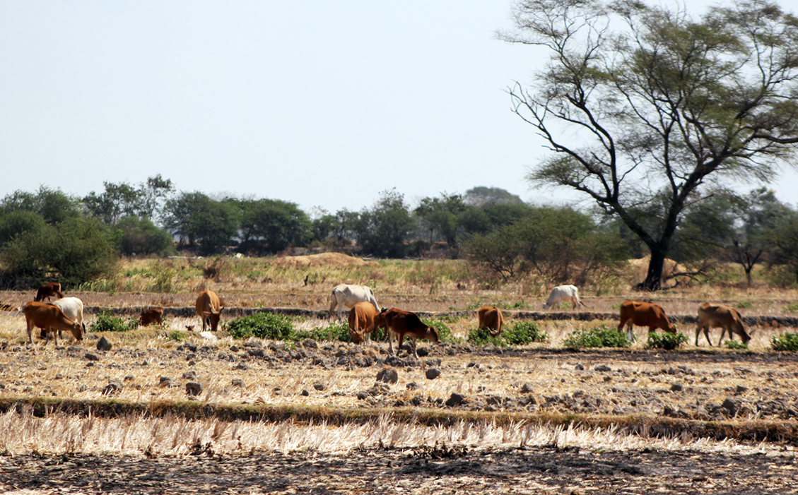 Kekeringan ekstrem di Nusa Tenggara Timur, membuat hewan ternak sulit mendapatkan pakan berupa rumput hijau.