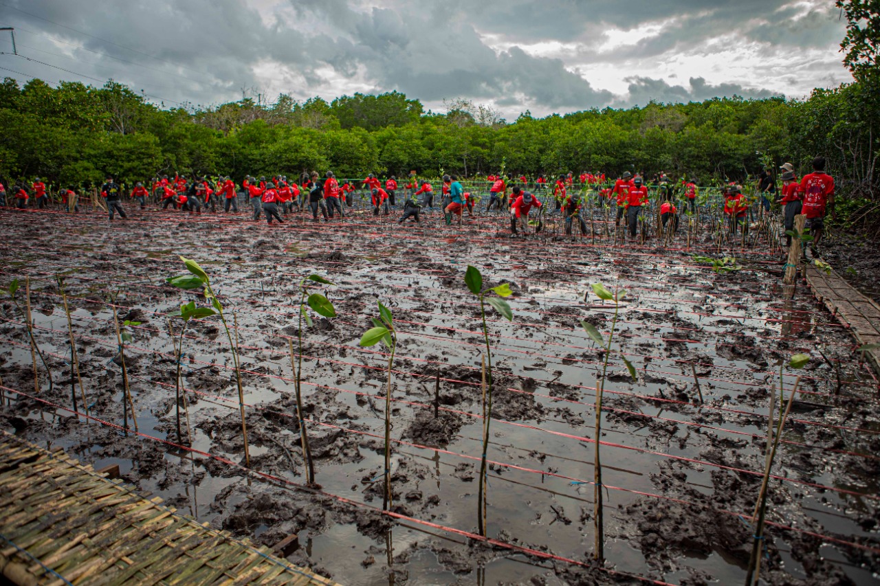 Penanaman Mangrove di Bali oleh Dajrum Foundation bersama Komunitas Siap Sadar Lingkungan