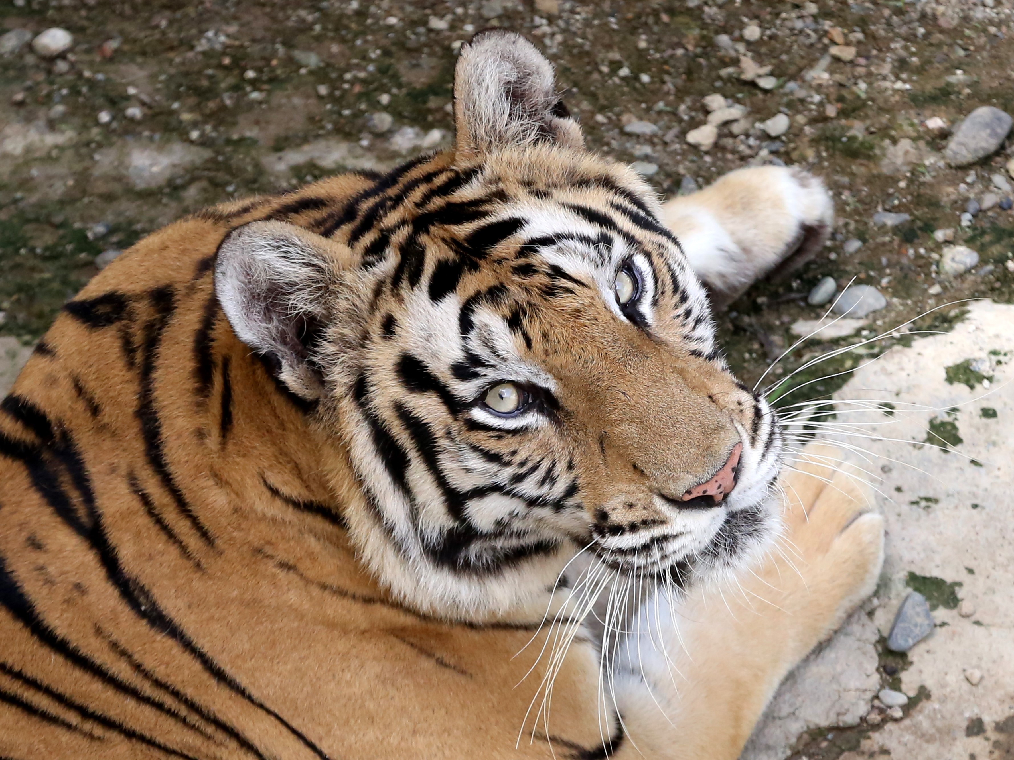 Harimau benggala (Panthera tigris tigris) koleksi objek wisata taman rusa berada dalam kandang di Gampong Lam Tanjong, Sibreuh, Aceh Besar.