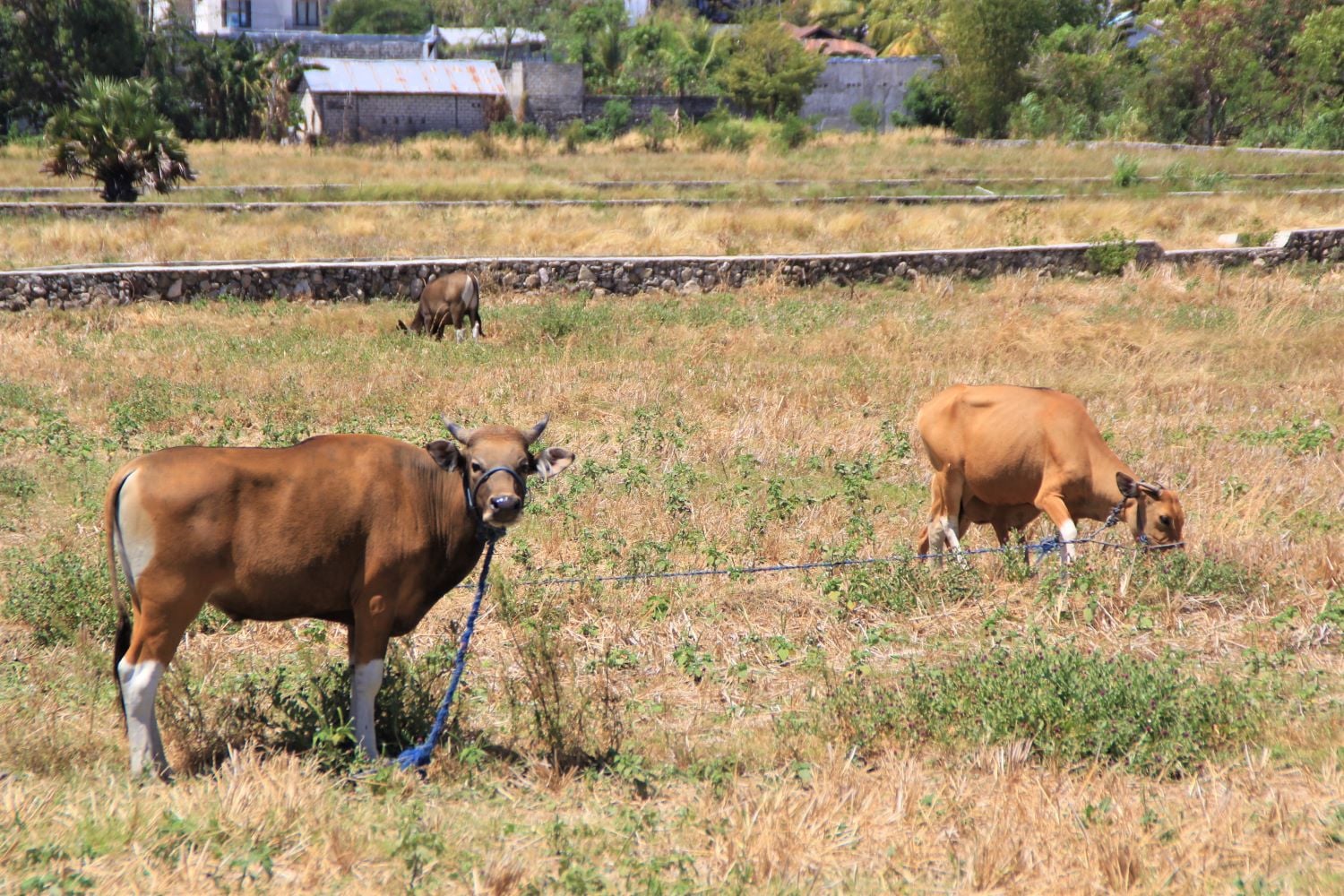 Persawahan Oepoi di Kecamatan Oebobo, Kota Kupang, Nusa  Tenggara Timur mengalami kekeringan. 