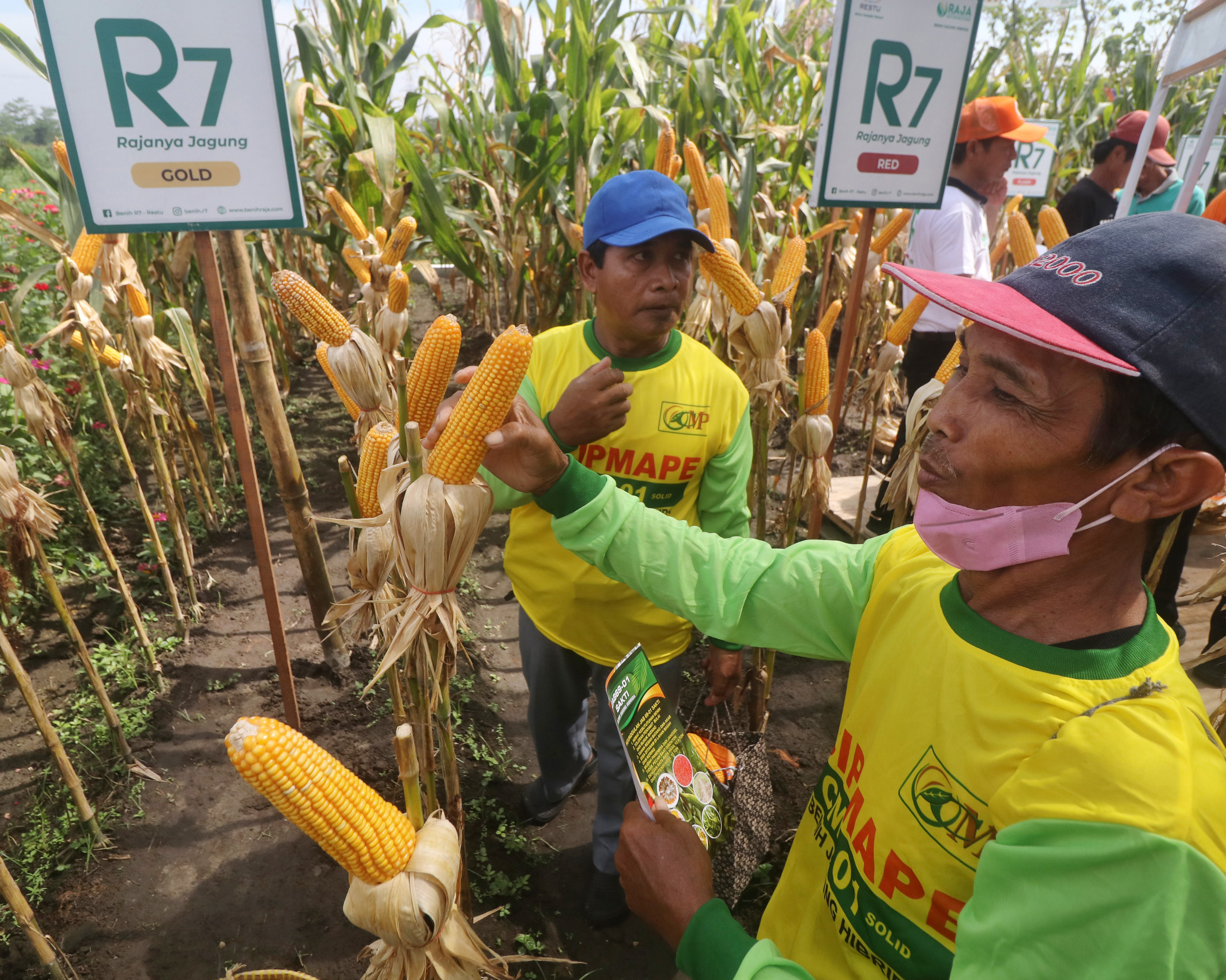Petani melihat jagung hibirda dalam sebuah pameran