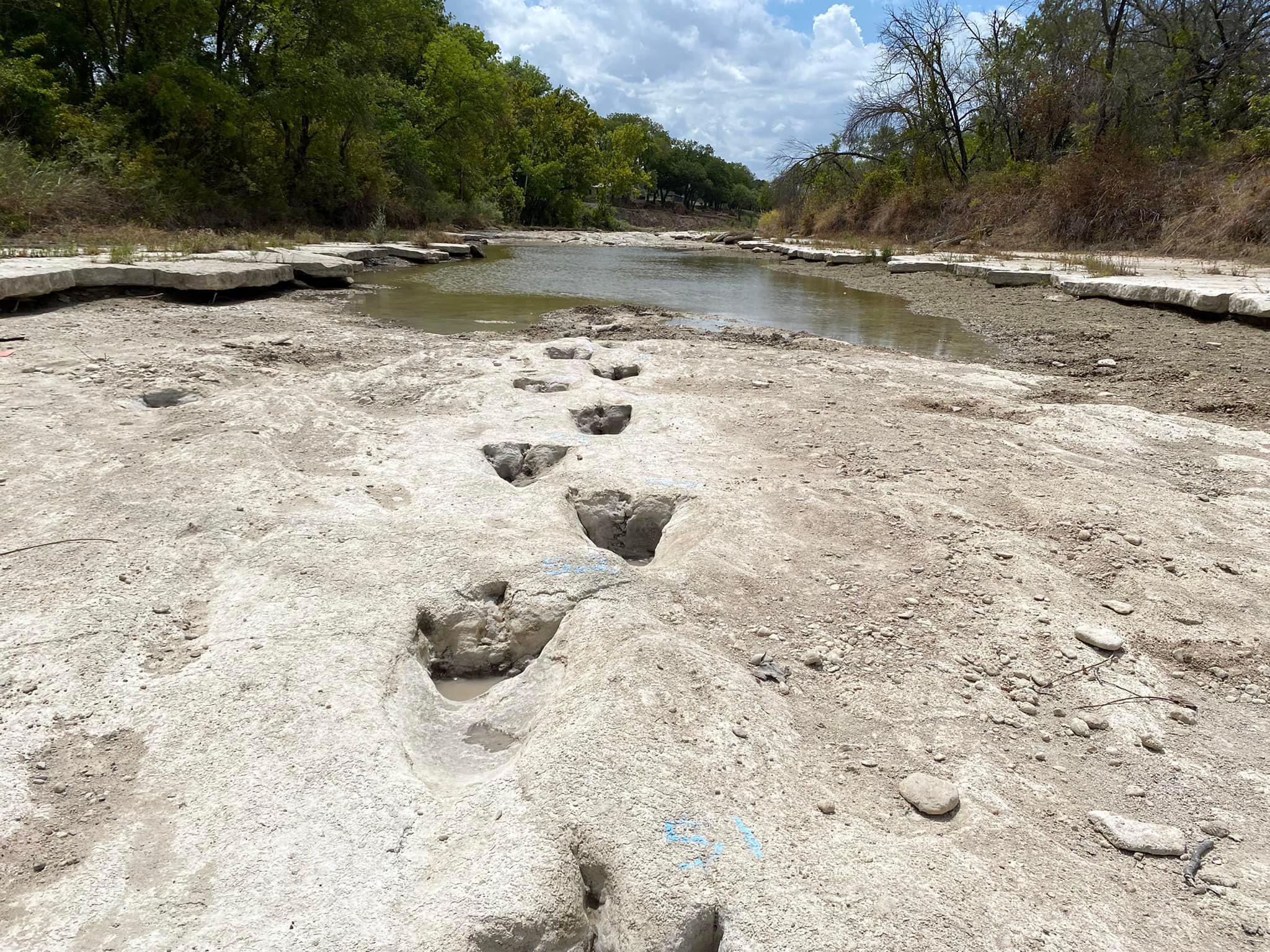 Jejak kaki dinosaurus yang ditemukan di Taman Nasional Lembah Dinosaurus di Texas, Amerika Serikat.