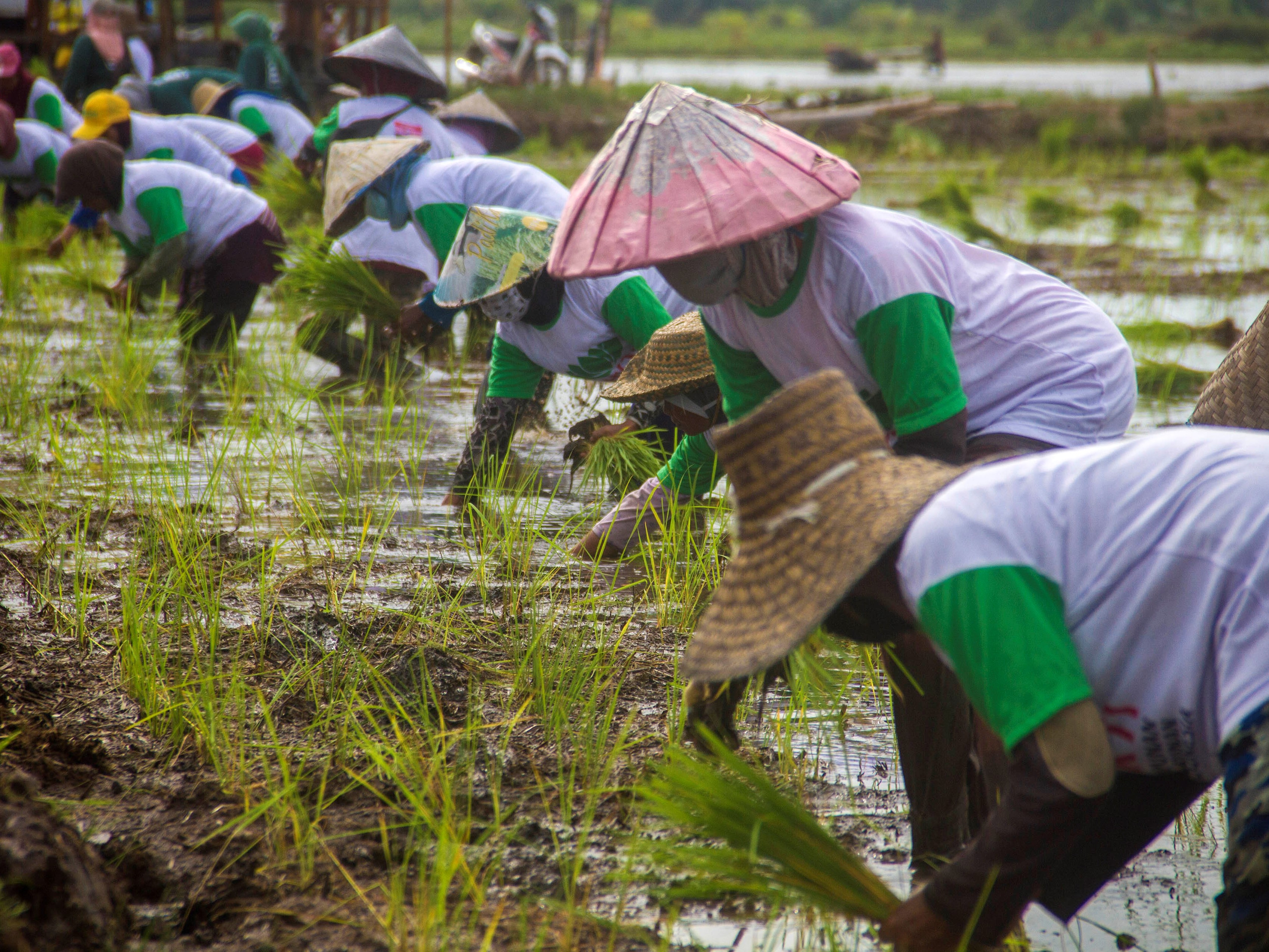 Petani menanam padi di lokasi Food Estate di Kecamatan Dadahup, Kabupaten Kapuas, Kalimantan Tengah.