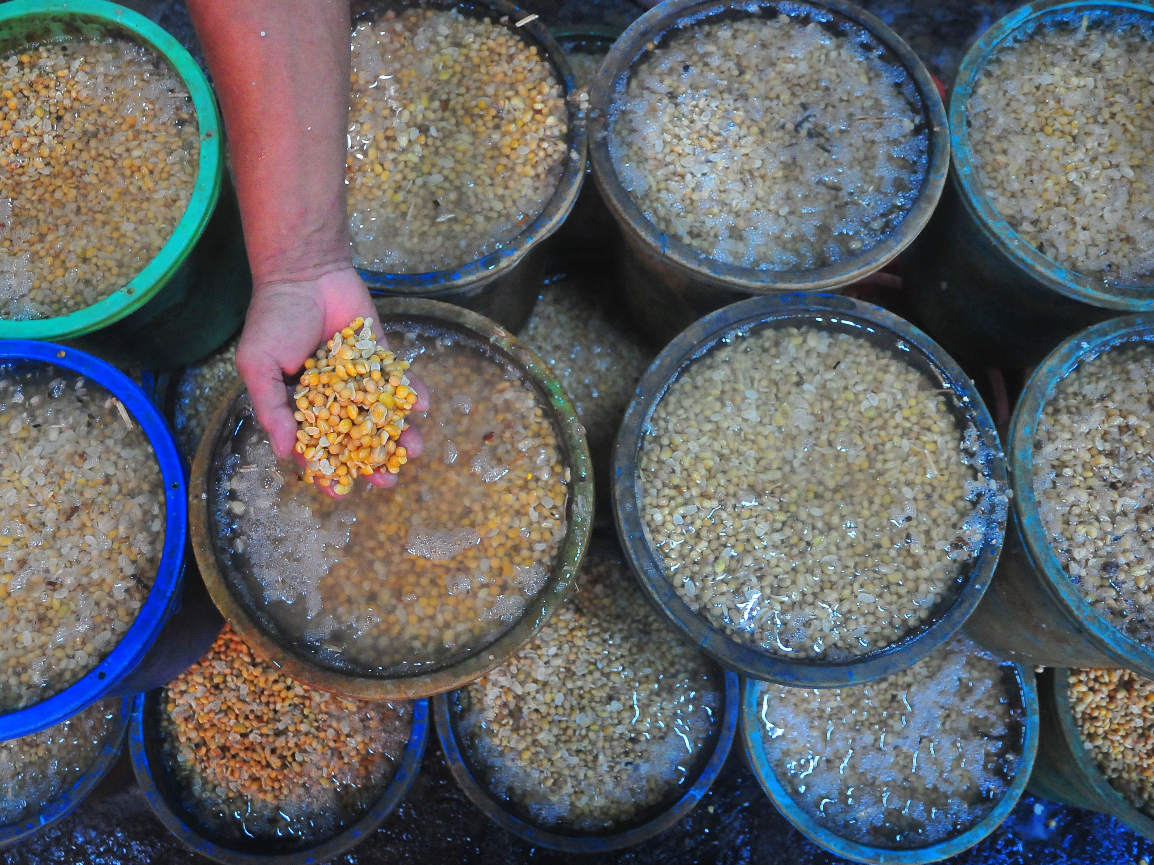 Pekerja menunjukkan kedelai di pabrik pembuatan tahu, Desa Ploso, Jati, Kudus, Jawa Tengah, Kamis (21/7/2022). 