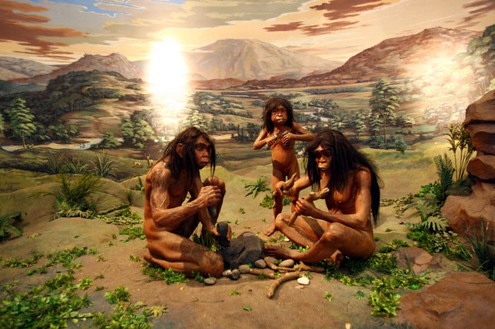  Ilustrasi: Homo Erectus