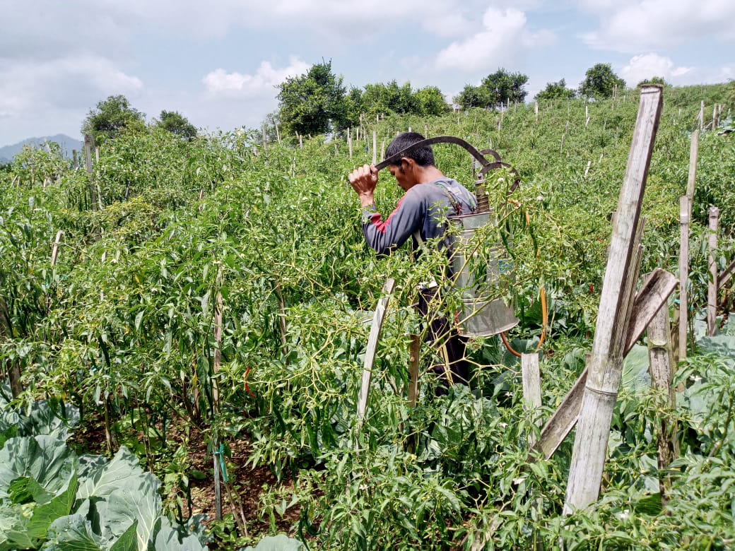 Petani cabai di Cianjur, Jawa Barat. 