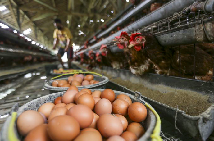 Ilustrasi peternak memanen telur ayam ras. 