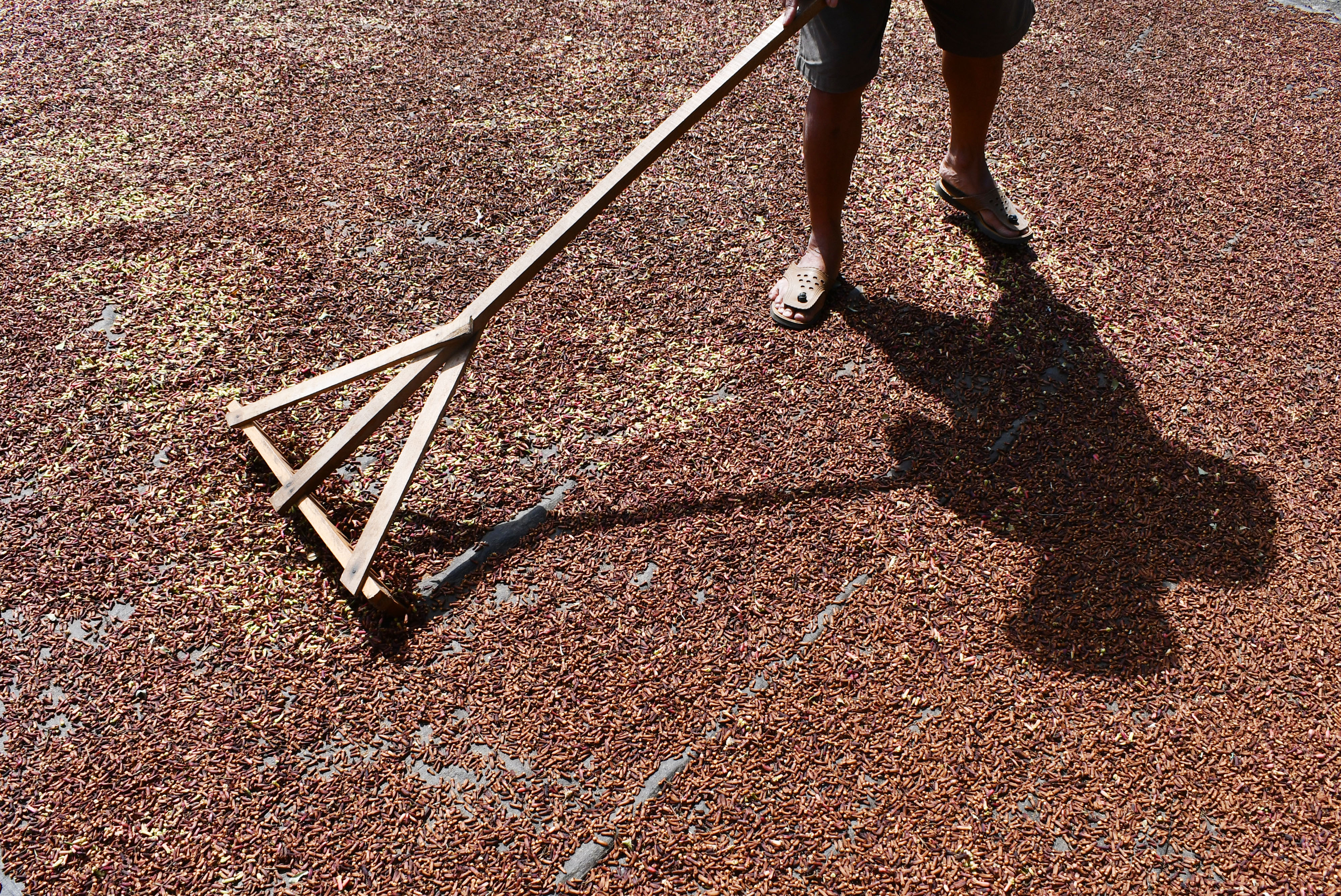 Petani menjemur cengkih di Kare, Kabupaten Madiun, Jawa Timur.