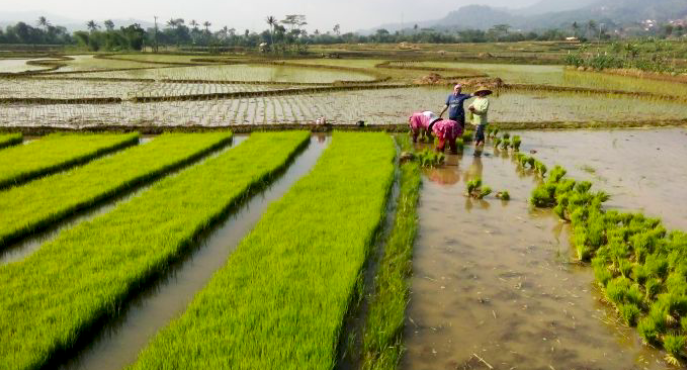 Analisis BMKG Tingkatkan Produktivitas Sektor Pertanian