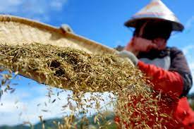 Buruh tani membersihkan bulir padi di area persawahan di Kabila, Kabupaten Bone Bolango, Gorontalo, Senin (22/6). 